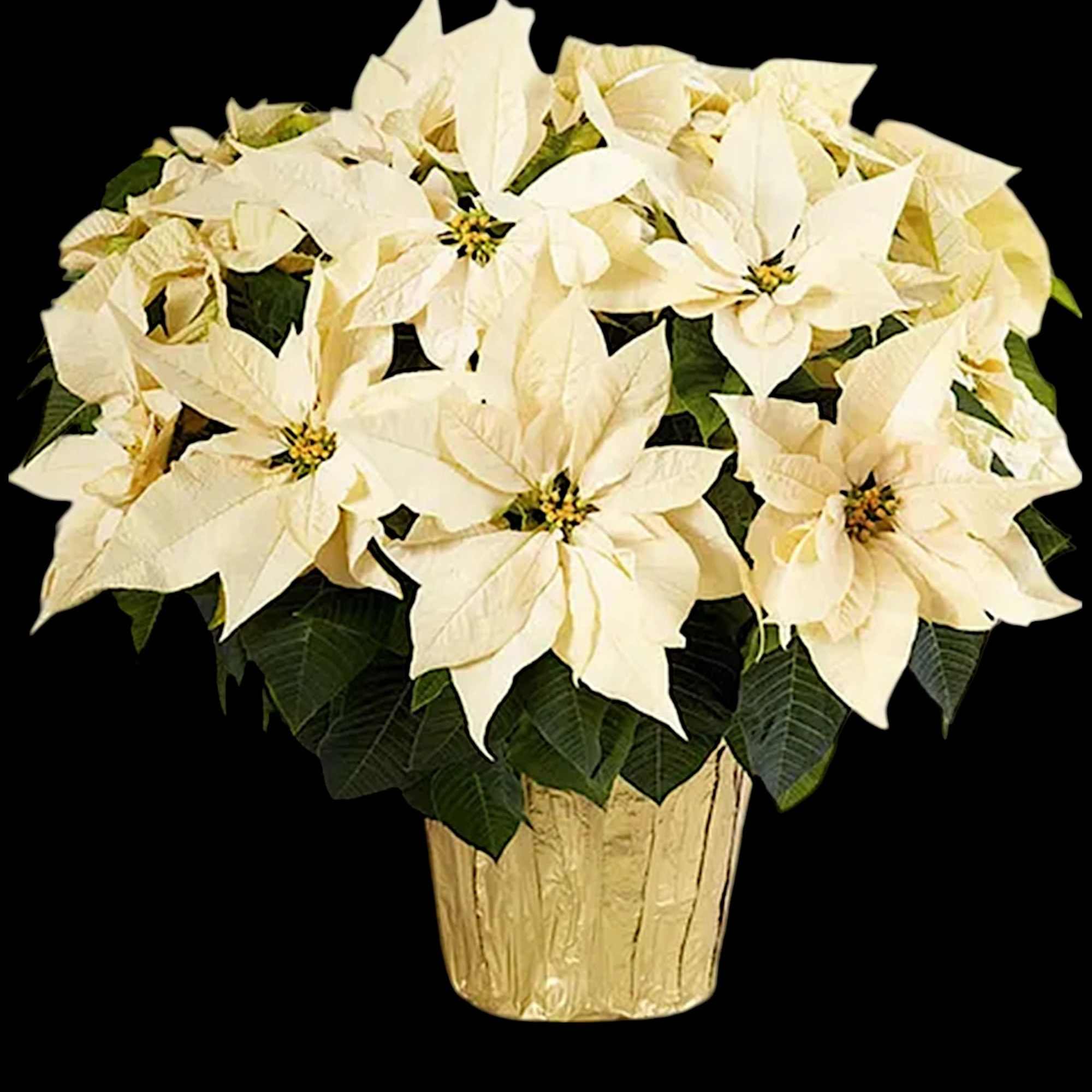 White poinsettia arrangement in a gold pot, photo 5 of 6