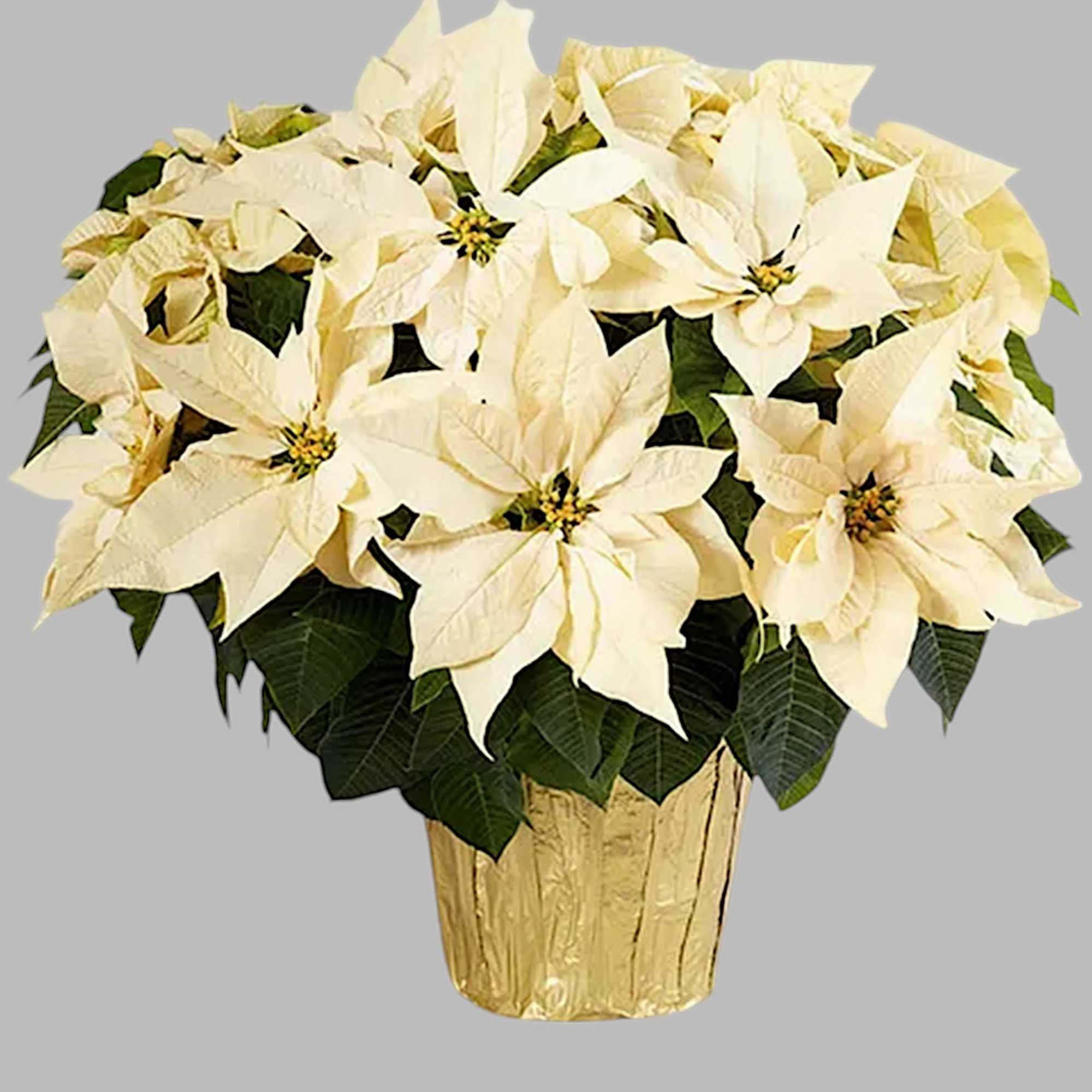 White poinsettia arrangement in a gold pot, photo 6 of 6