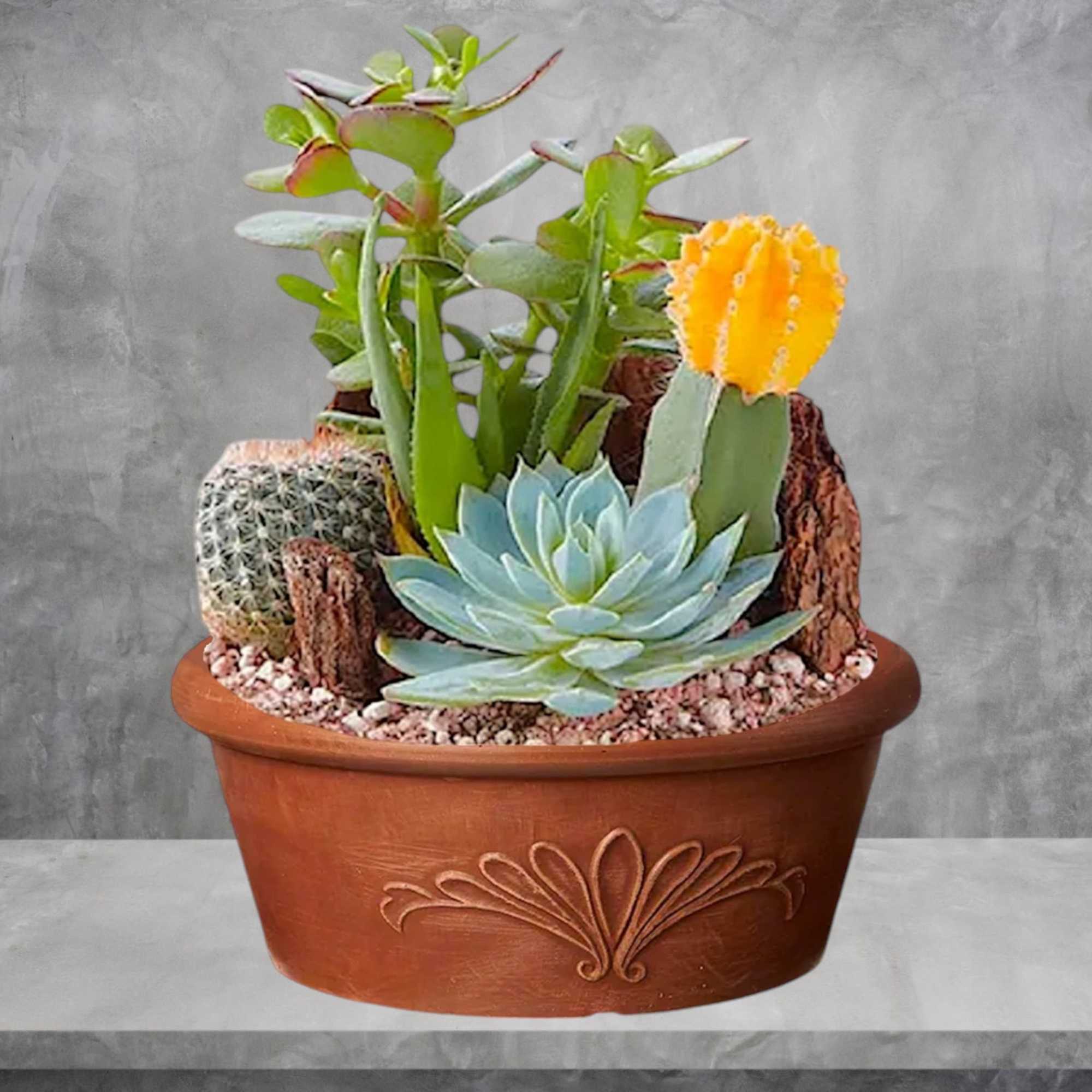 Potted succulent arrangement with a blue rosette and a yellow cactus bloom