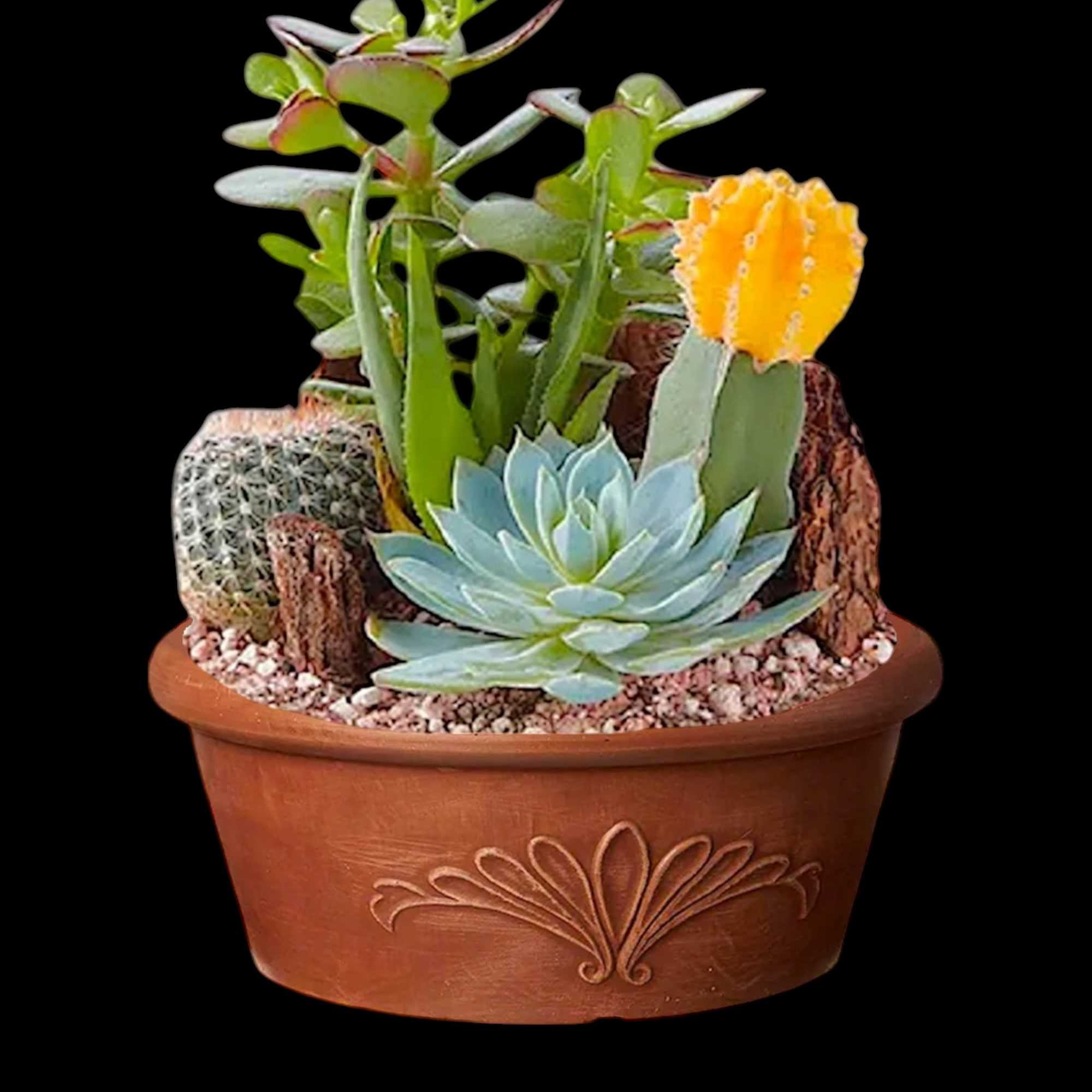 Potted succulent arrangement with a cactus and blue rosette succulent, photo 6 of 7