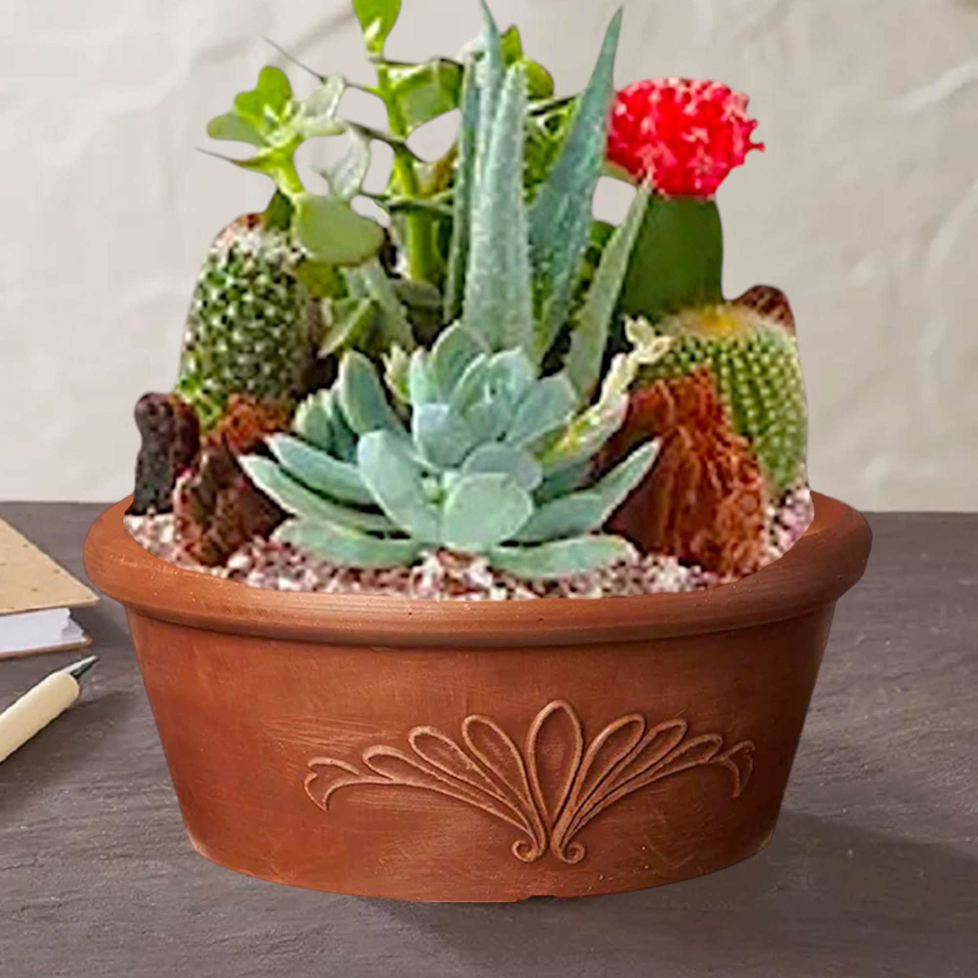 Potted succulent arrangement with a terracotta planter