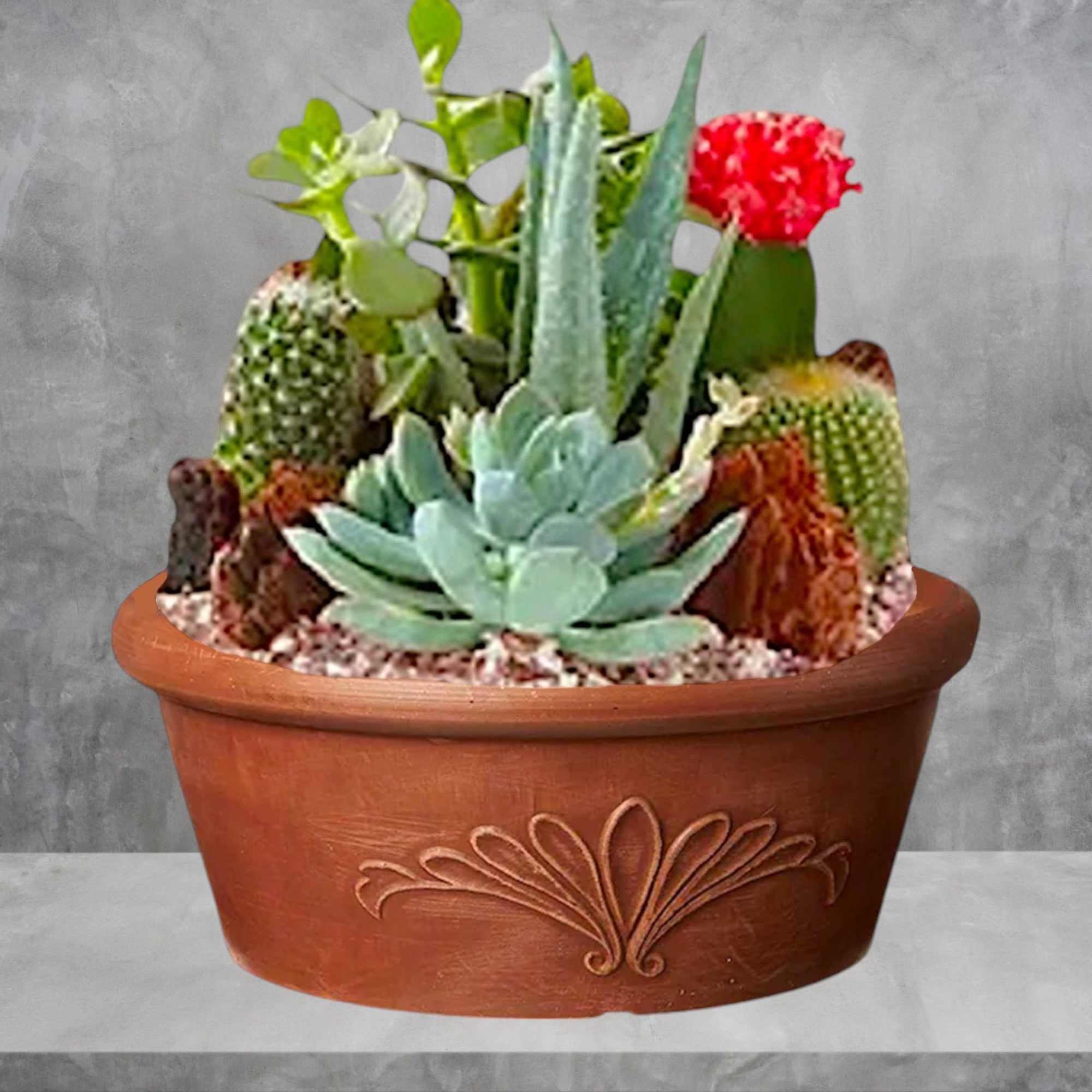 Potted succulent arrangement in a terracotta planter, photo 5 of 7