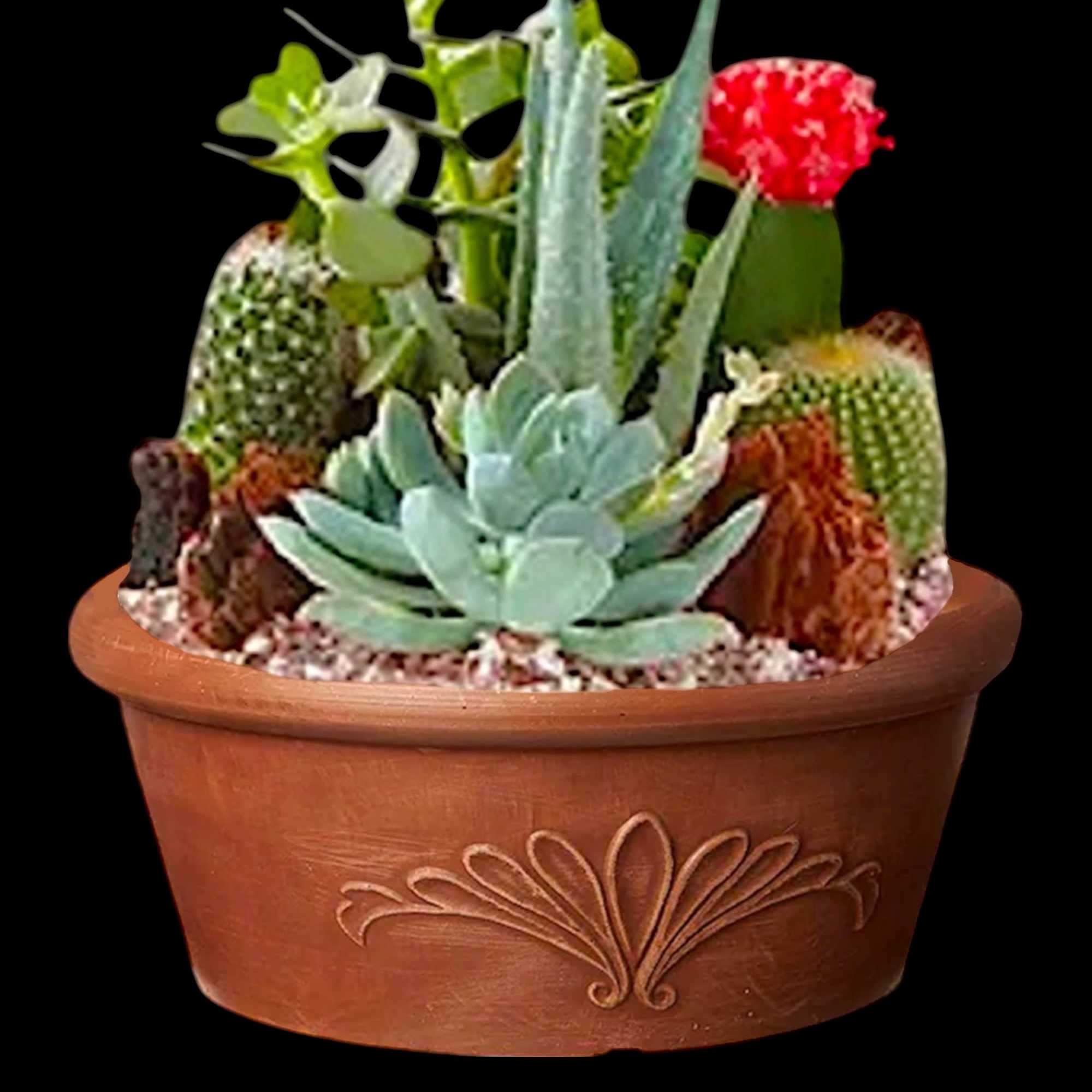 Potted succulent arrangement with a terracotta container