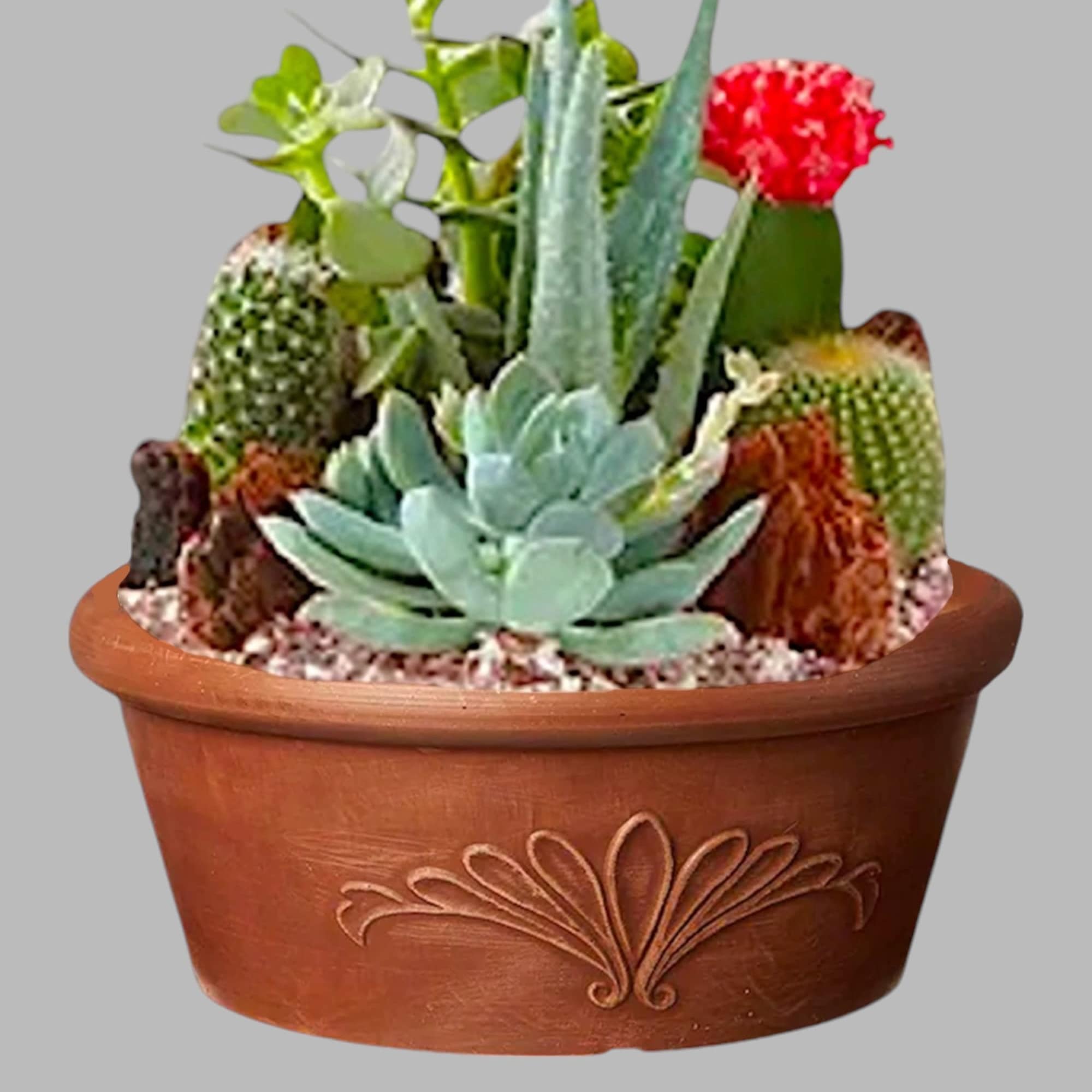 Succulent and cactus arrangement in a terracotta pot