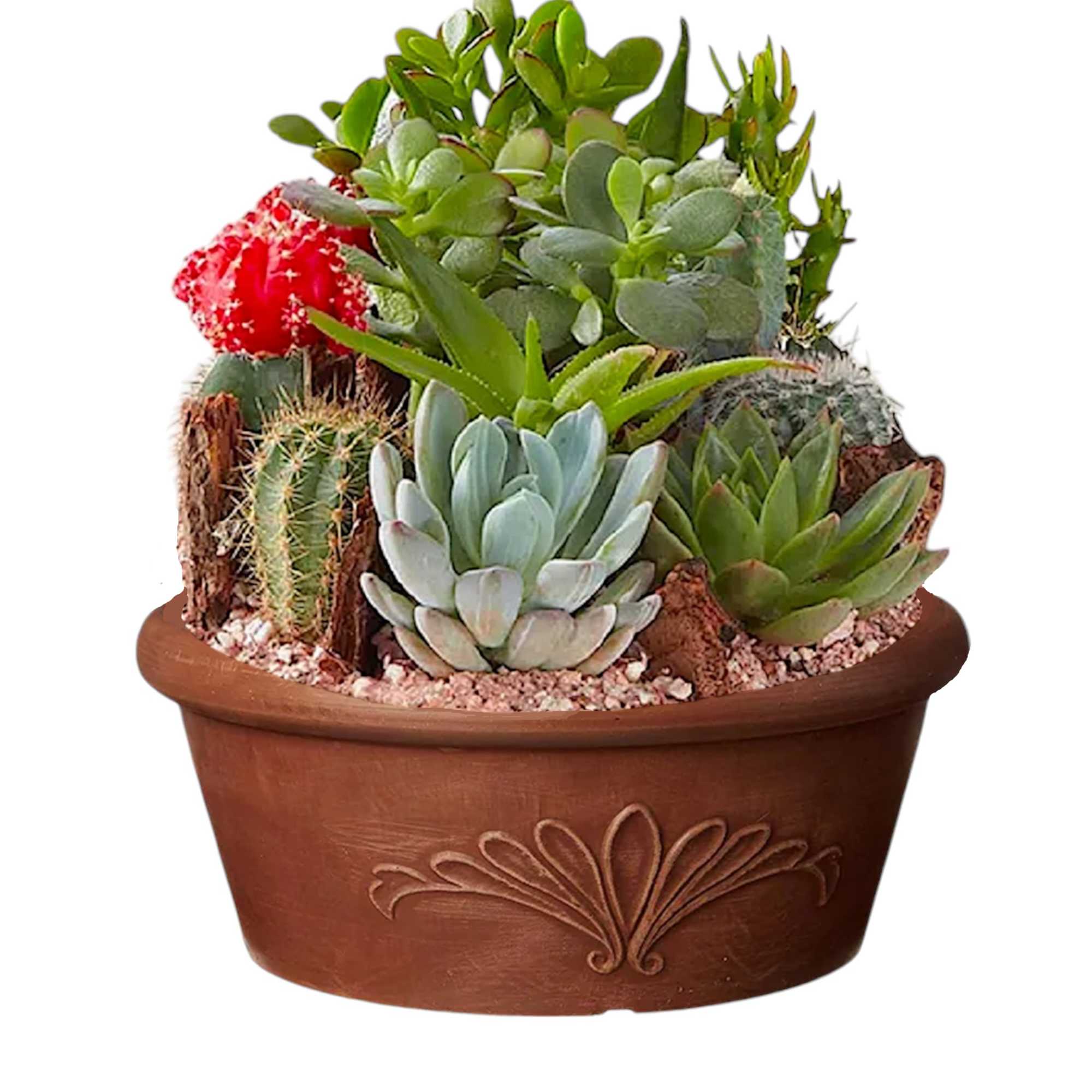 Potted succulent arrangement with a red cactus bloom