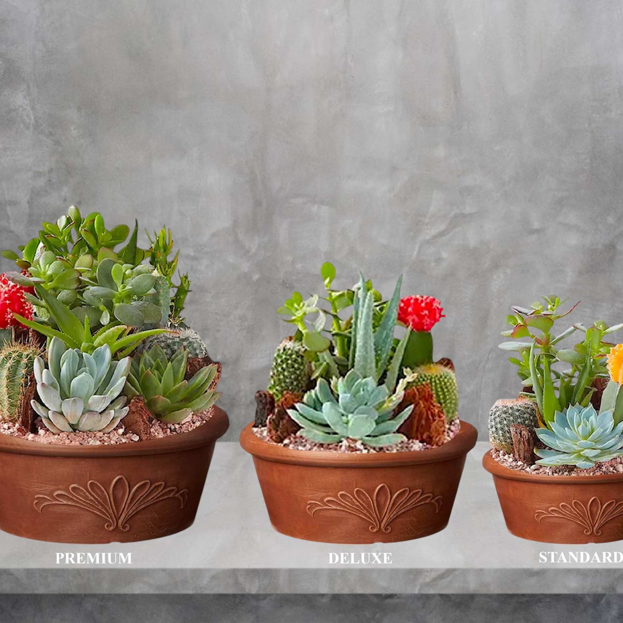 Three potted succulent arrangements in terracotta bowls with colorful cactus blooms
