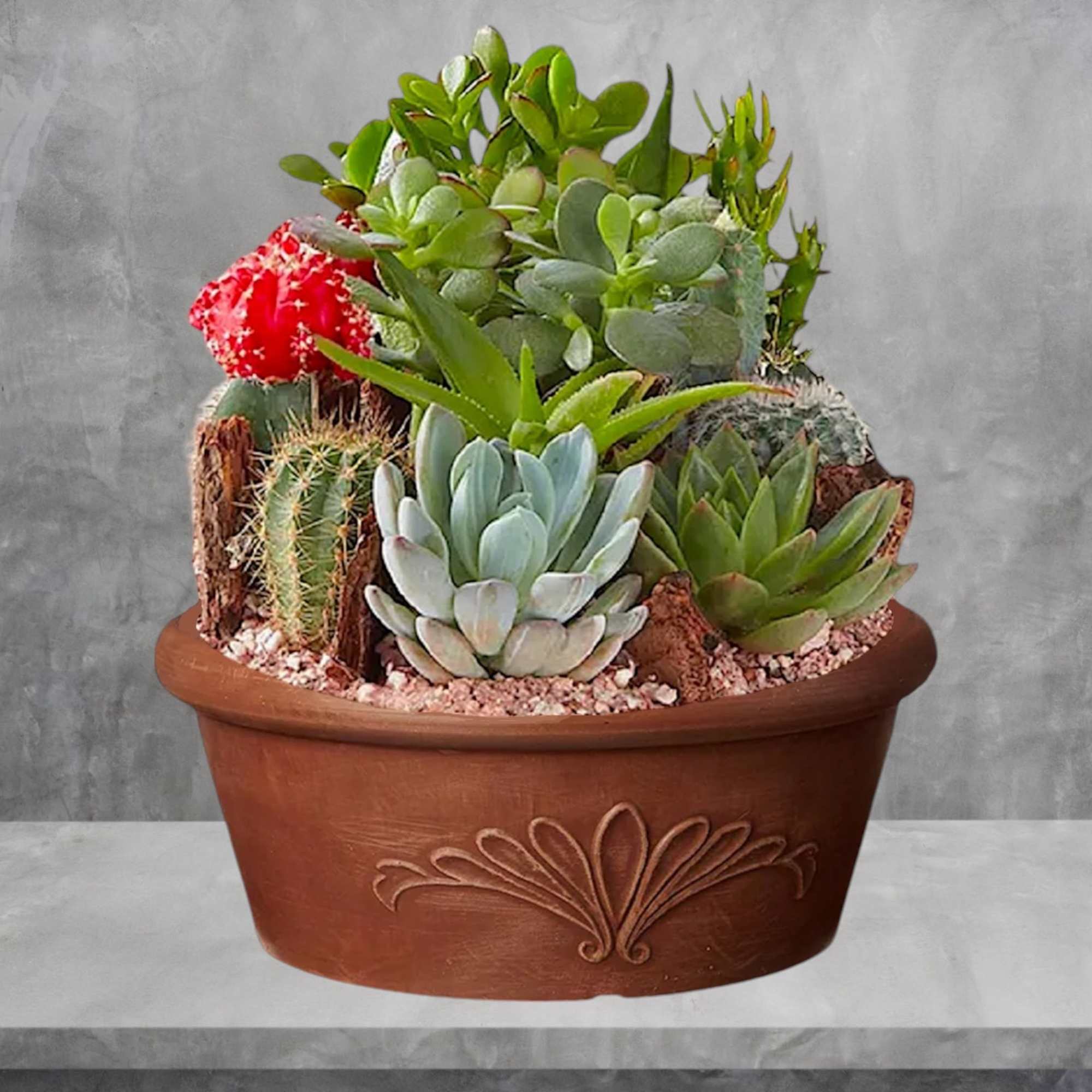 Potted succulent and cactus arrangement in a terracotta planter, photo 5 of 7