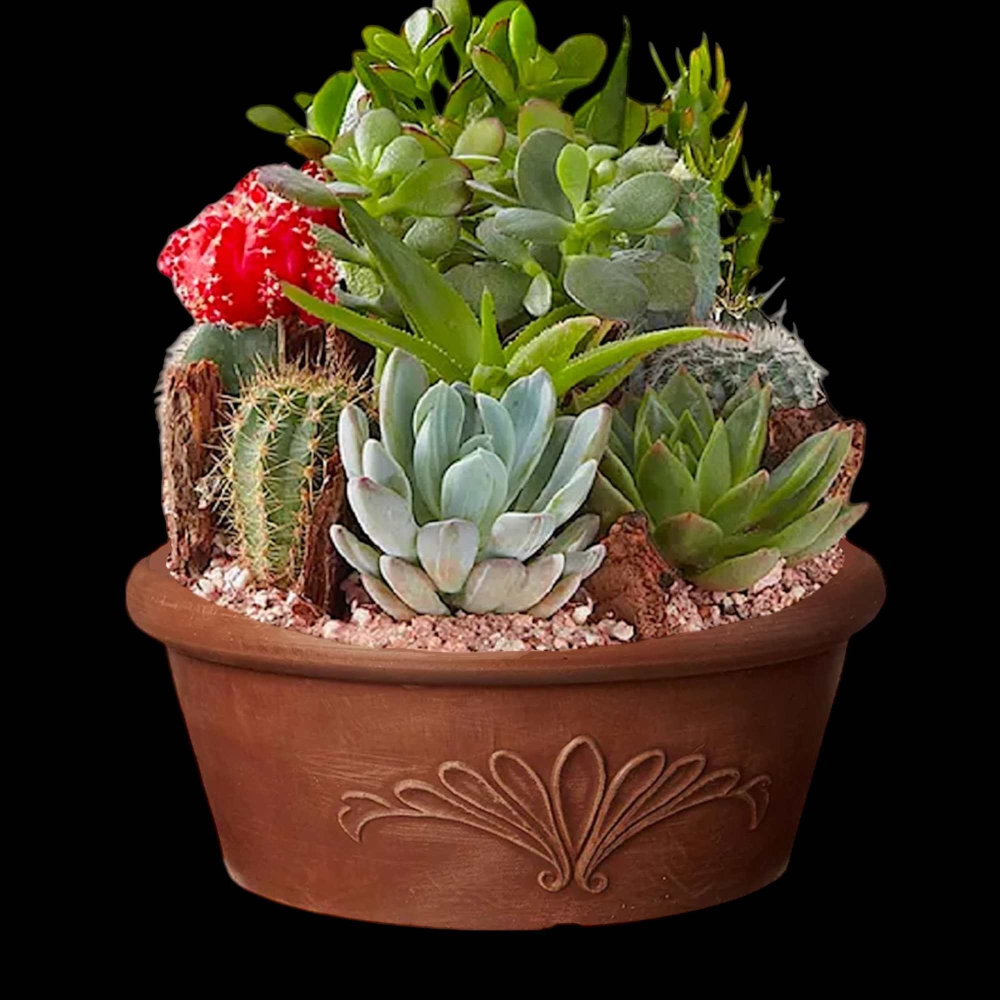 Potted succulent arrangement with a red cactus bloom, photo 6 of 7