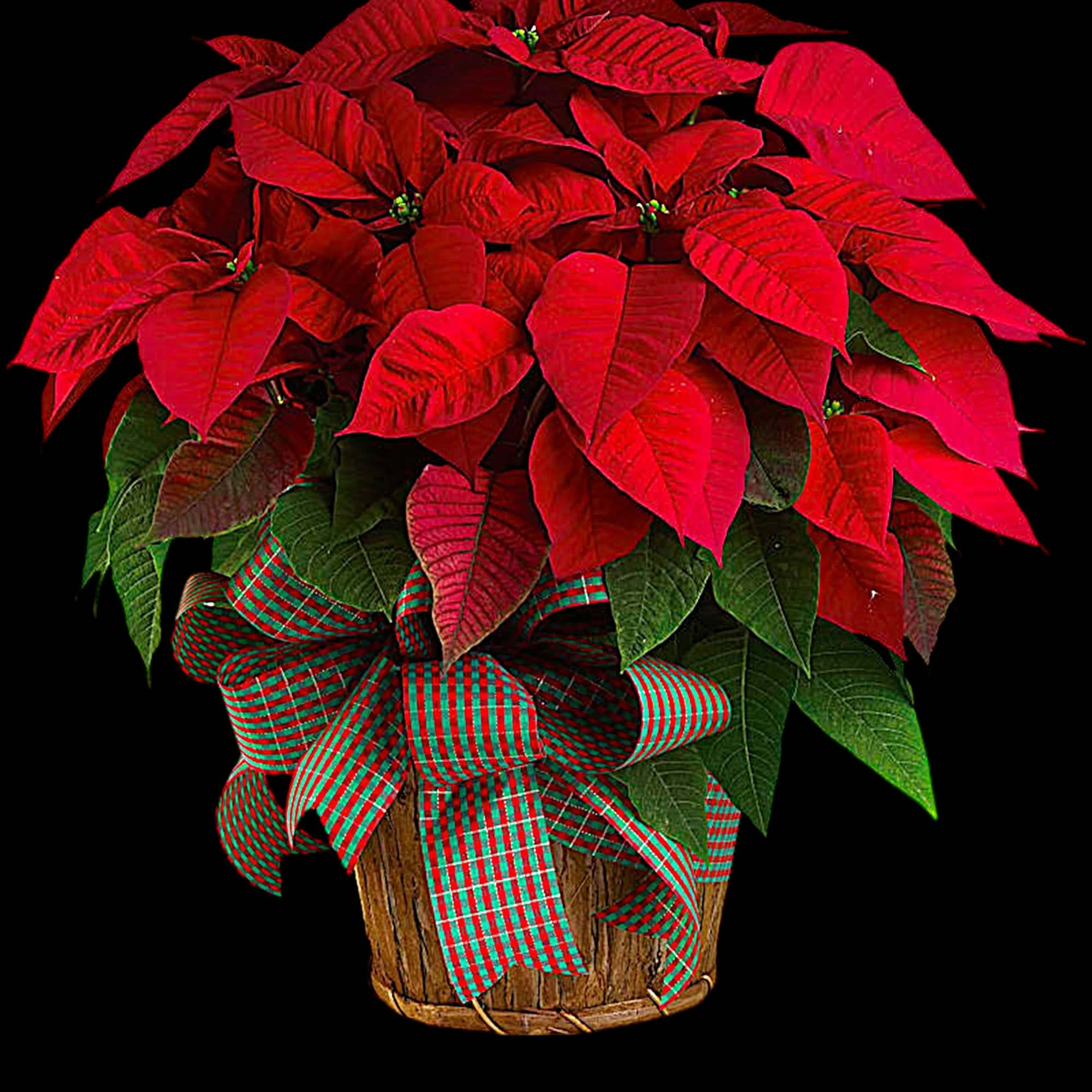 Potted poinsettia arrangement with a plaid ribbon in a basket