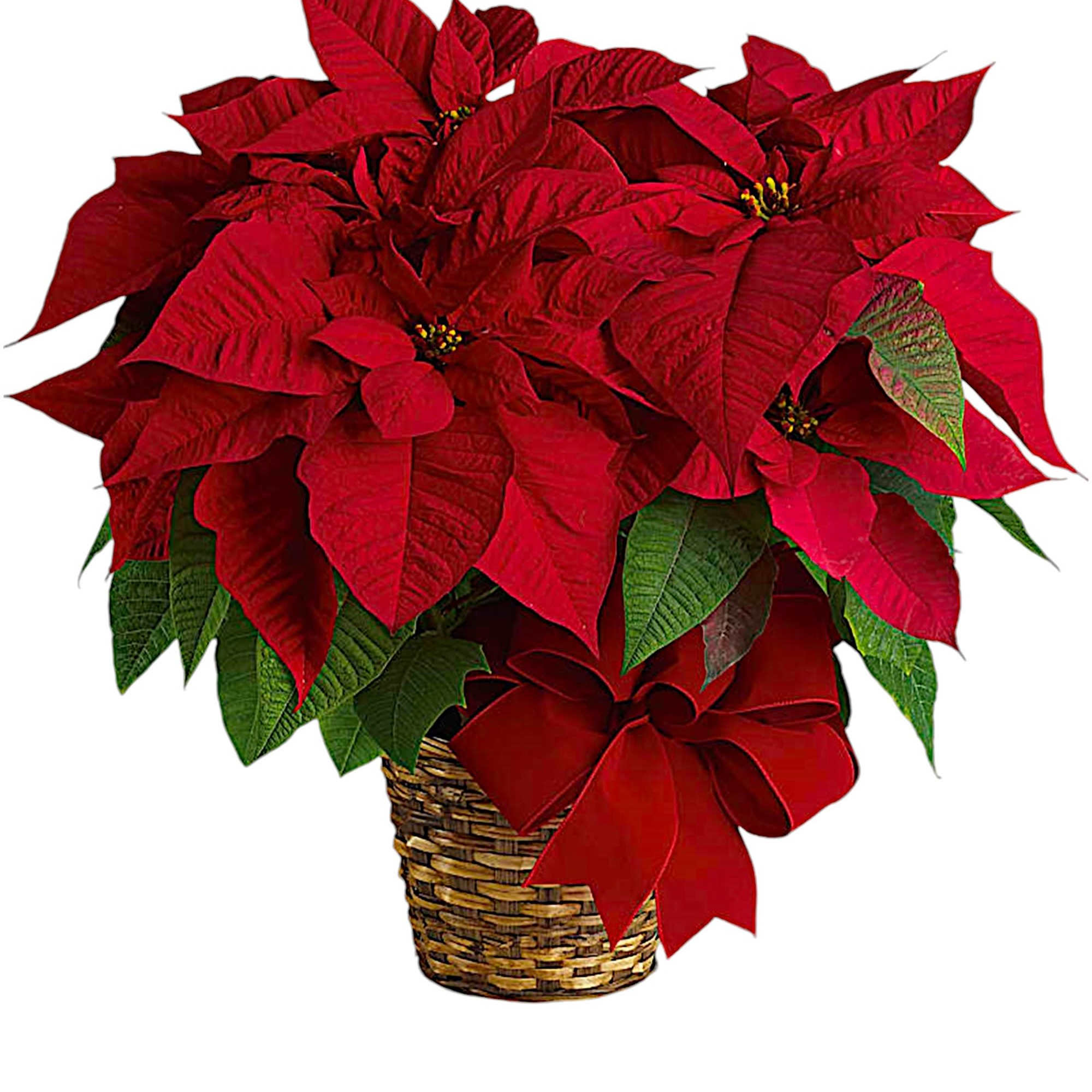 Red poinsettia plant in a woven basket with a red bow