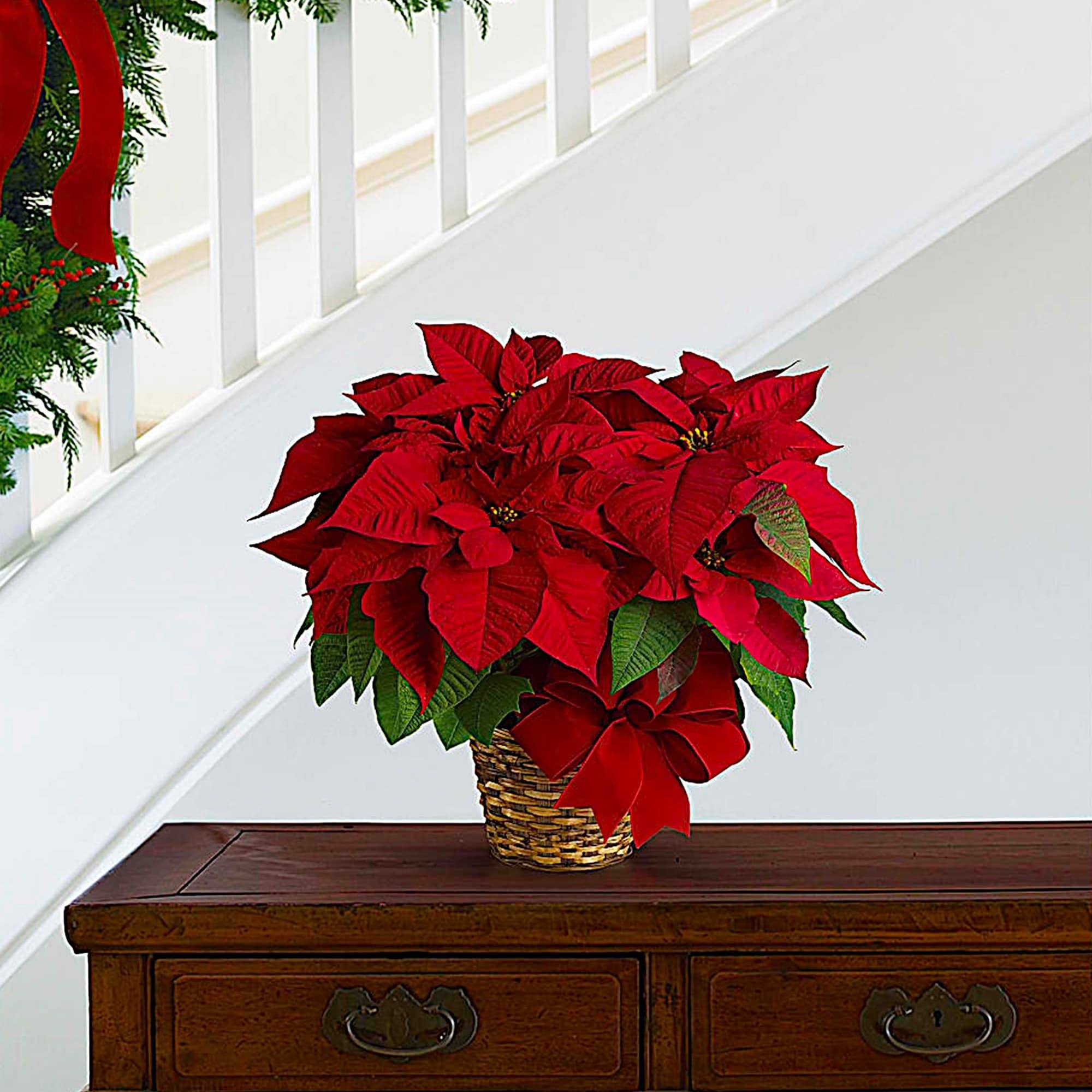 Red poinsettia arrangement in a woven basket with a red bow, photo 2 of 5
