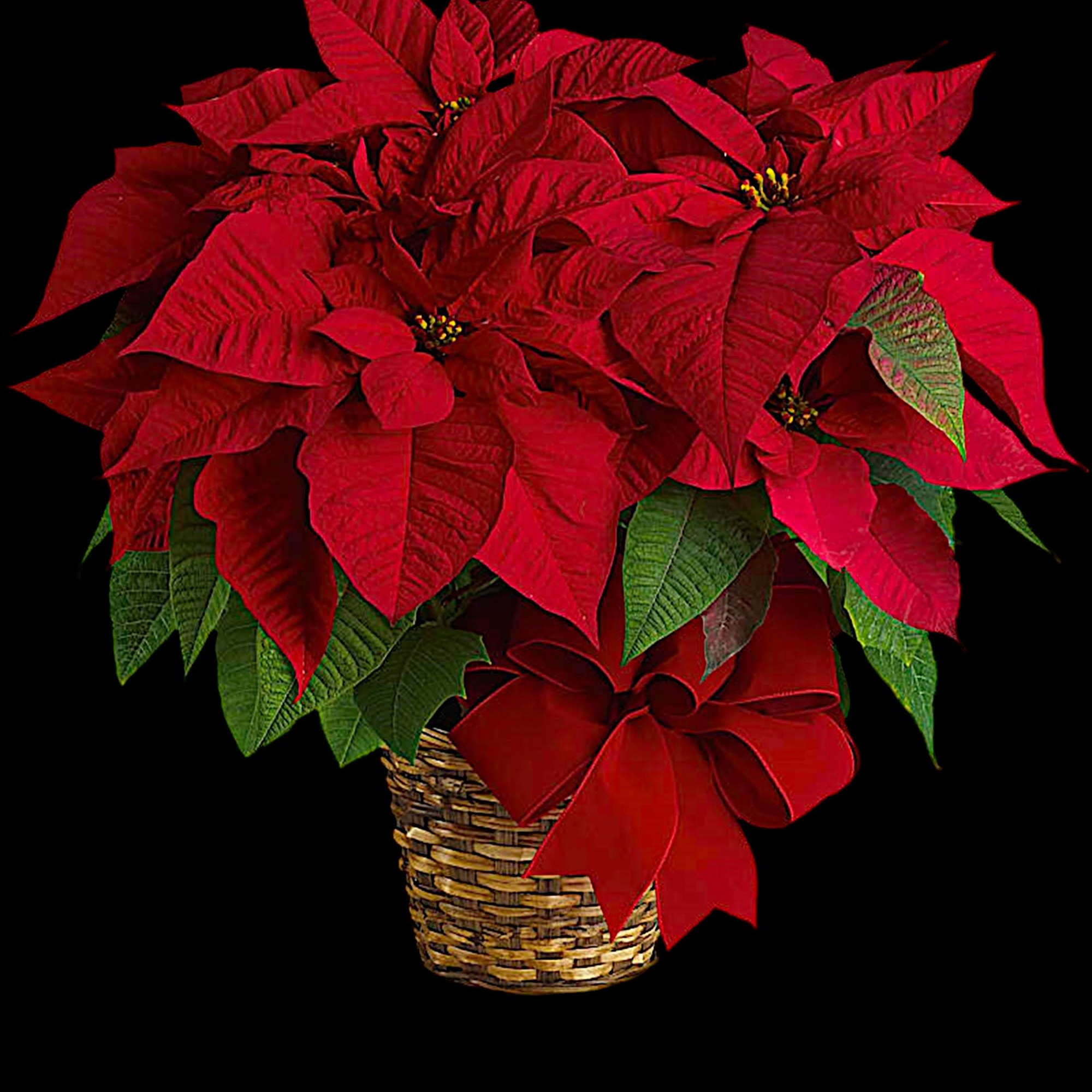 Red poinsettia plant in a woven basket with a red bow, photo 4 of 5