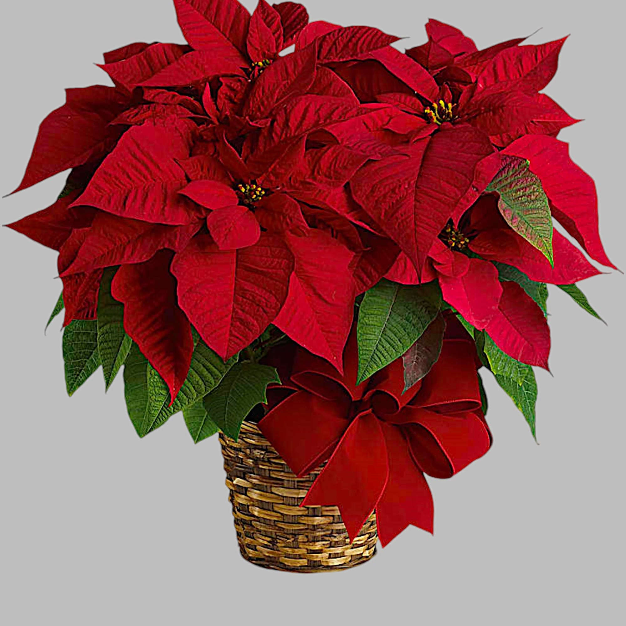 Red poinsettia plant in a woven basket with a red bow, photo 5 of 5