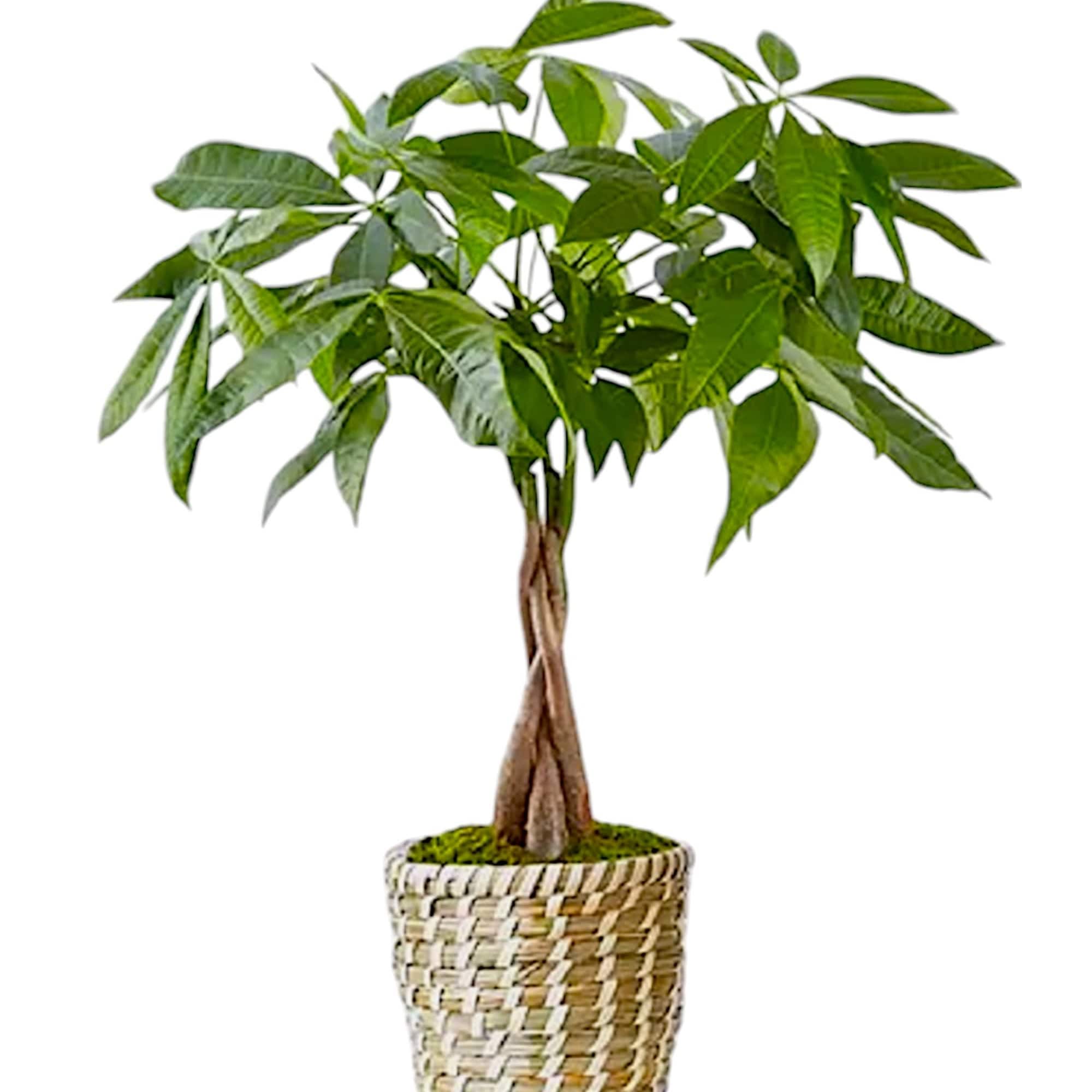 Potted money tree plant in a woven basket planter