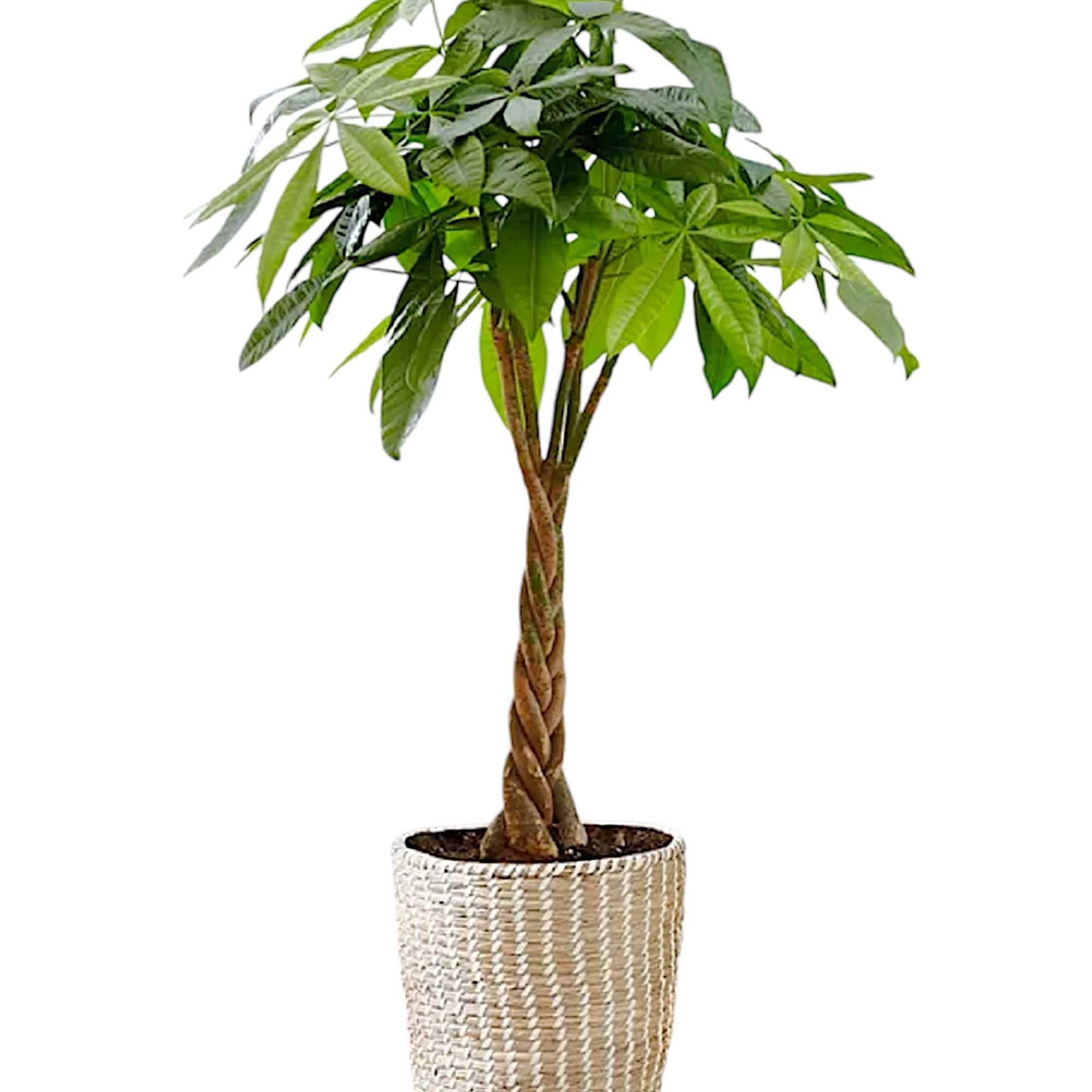 Potted money tree plant in a woven basket planter