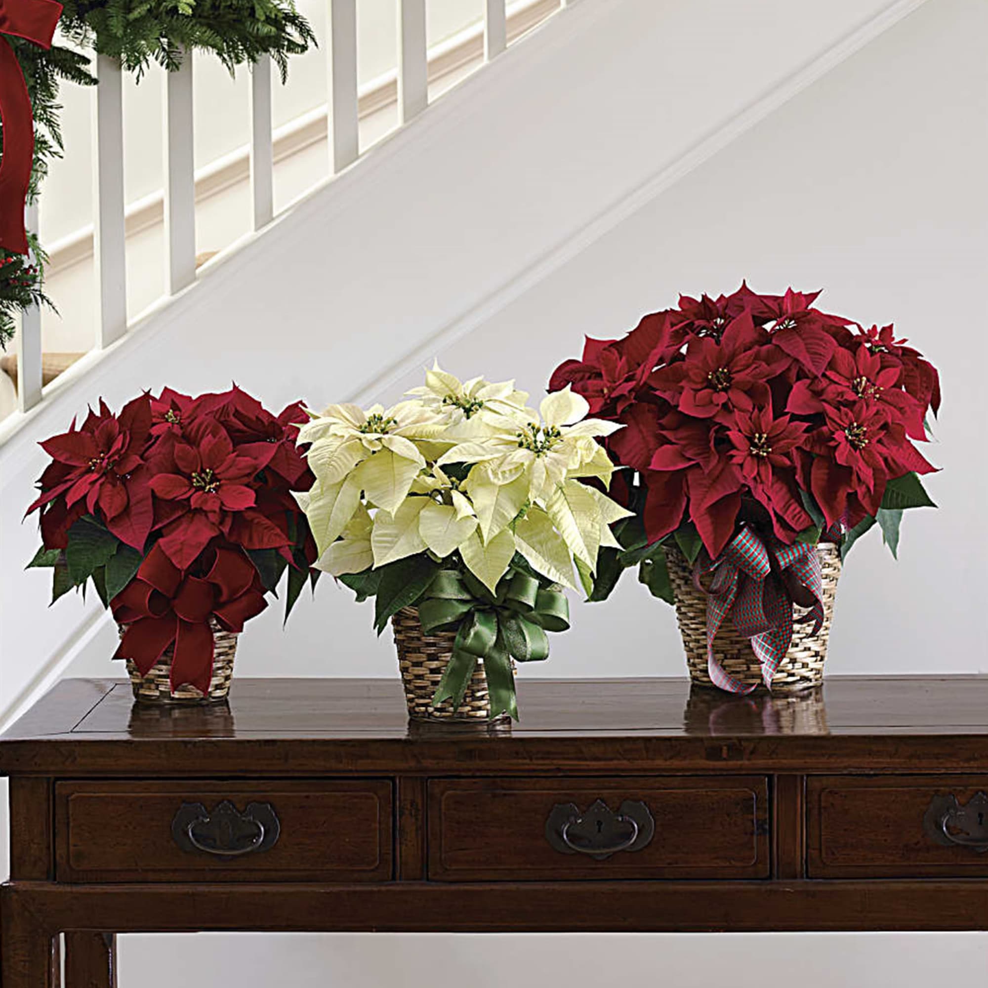 Three poinsettia arrangements in woven baskets on a table