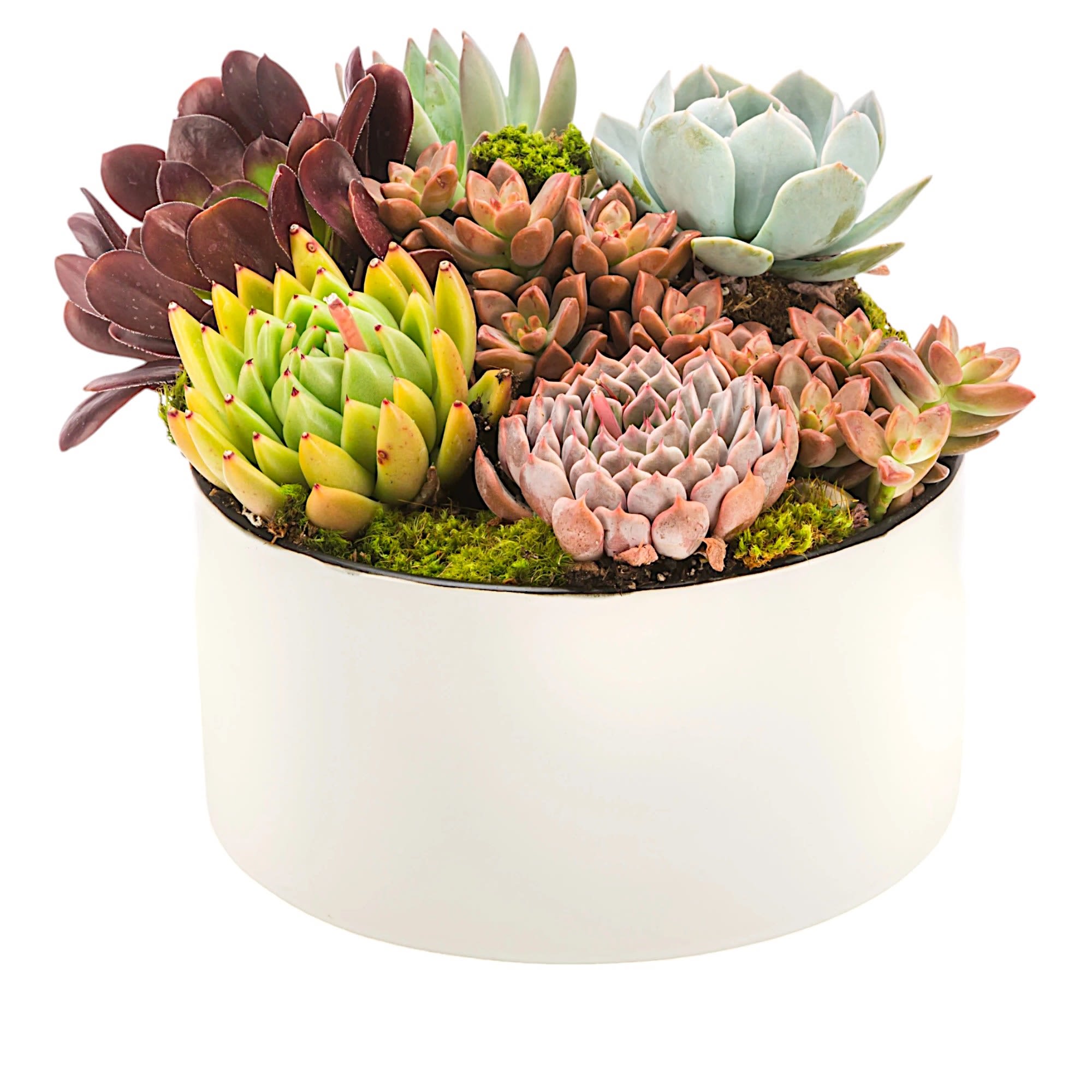Everybody loves succulents! Send them to brighten up a new desk or, photo 2 of 2