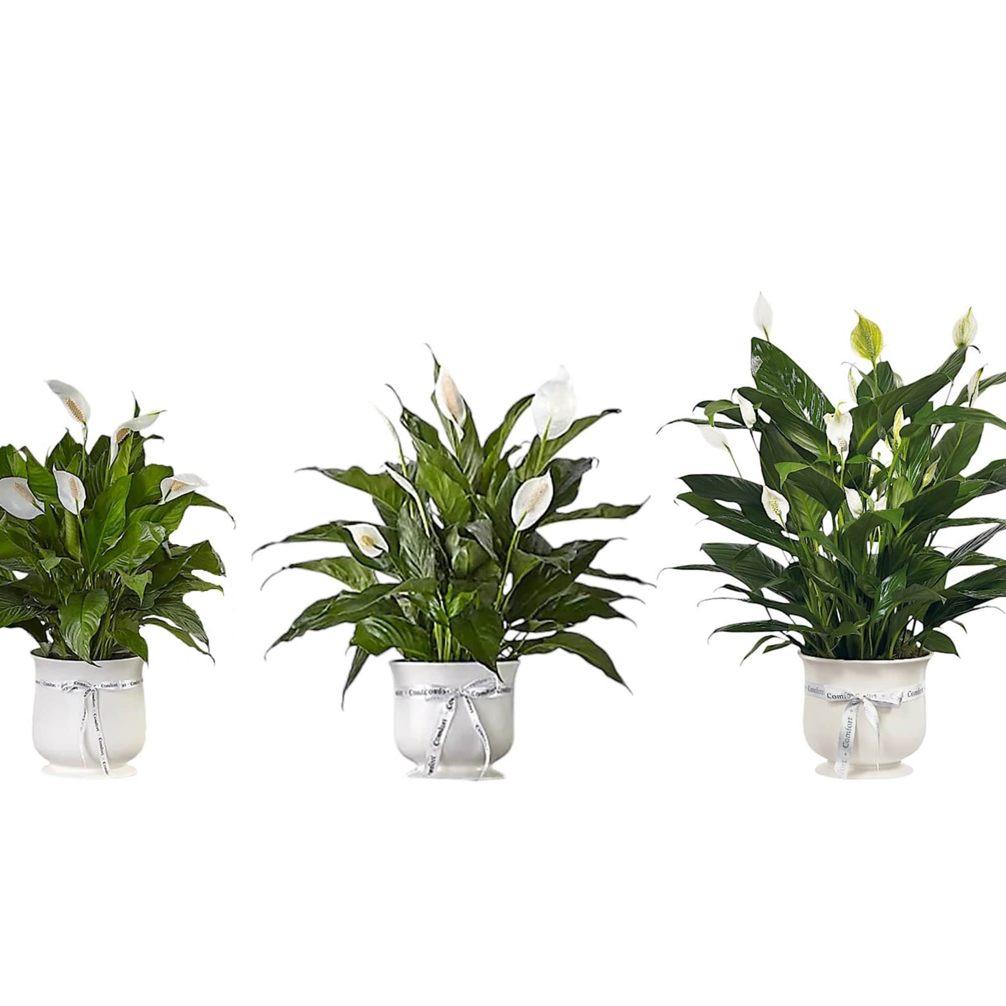 Three potted peace lilies with white blooms on a white background