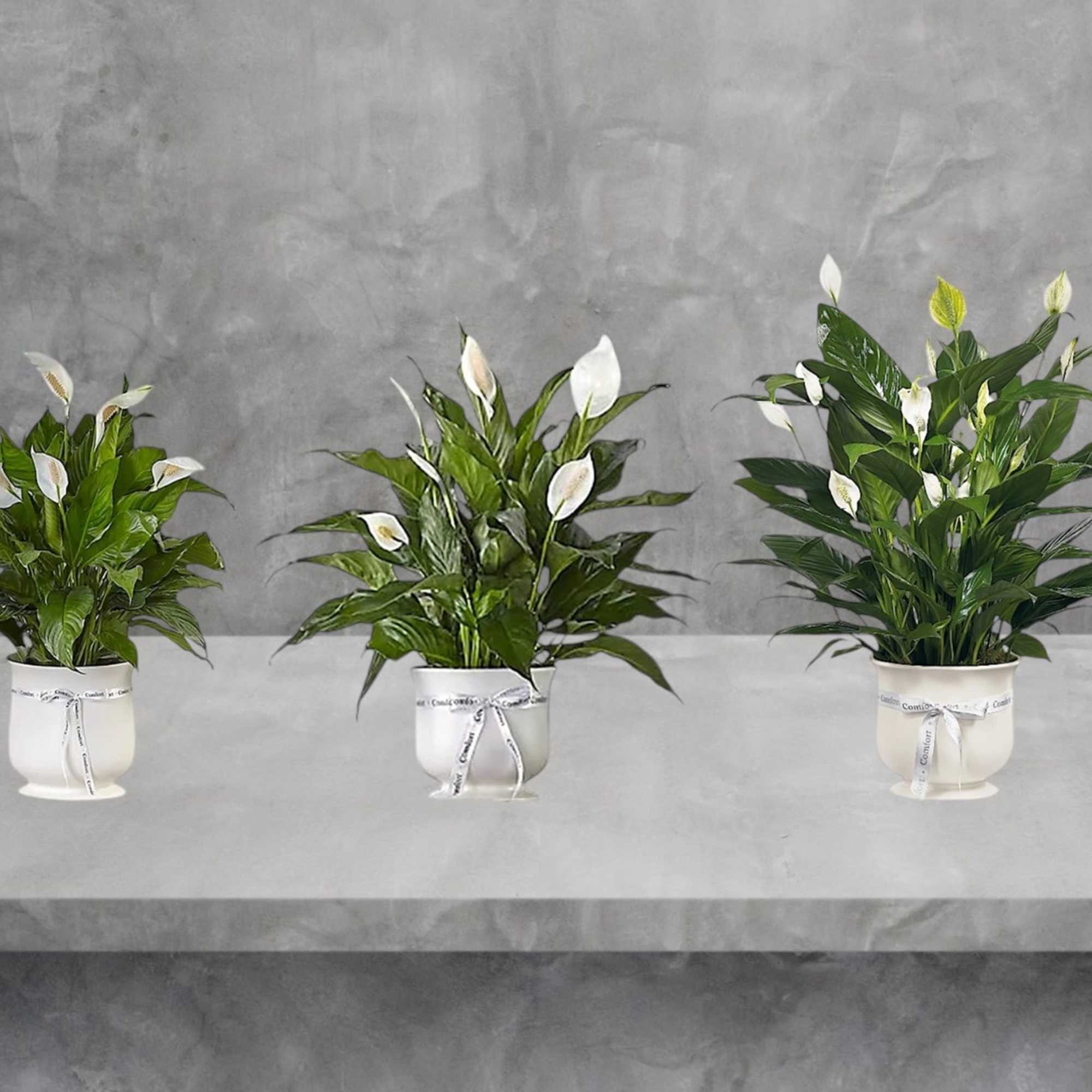 Three potted peace lilies with white blooms on a gray shelf