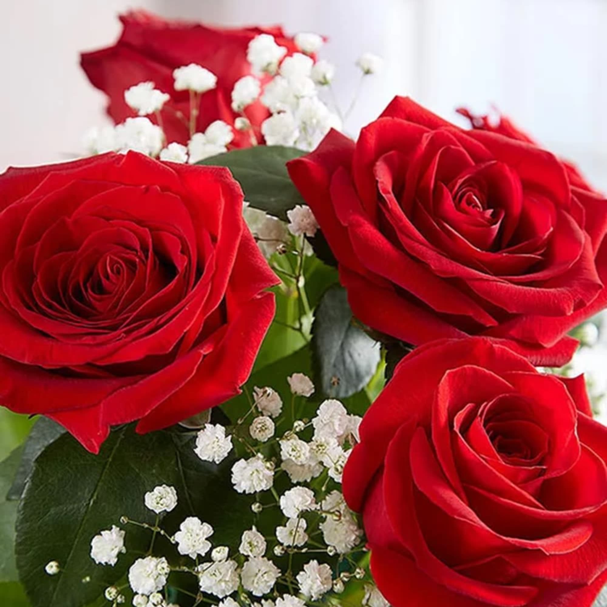 Bouquet of red roses with small white filler flowers