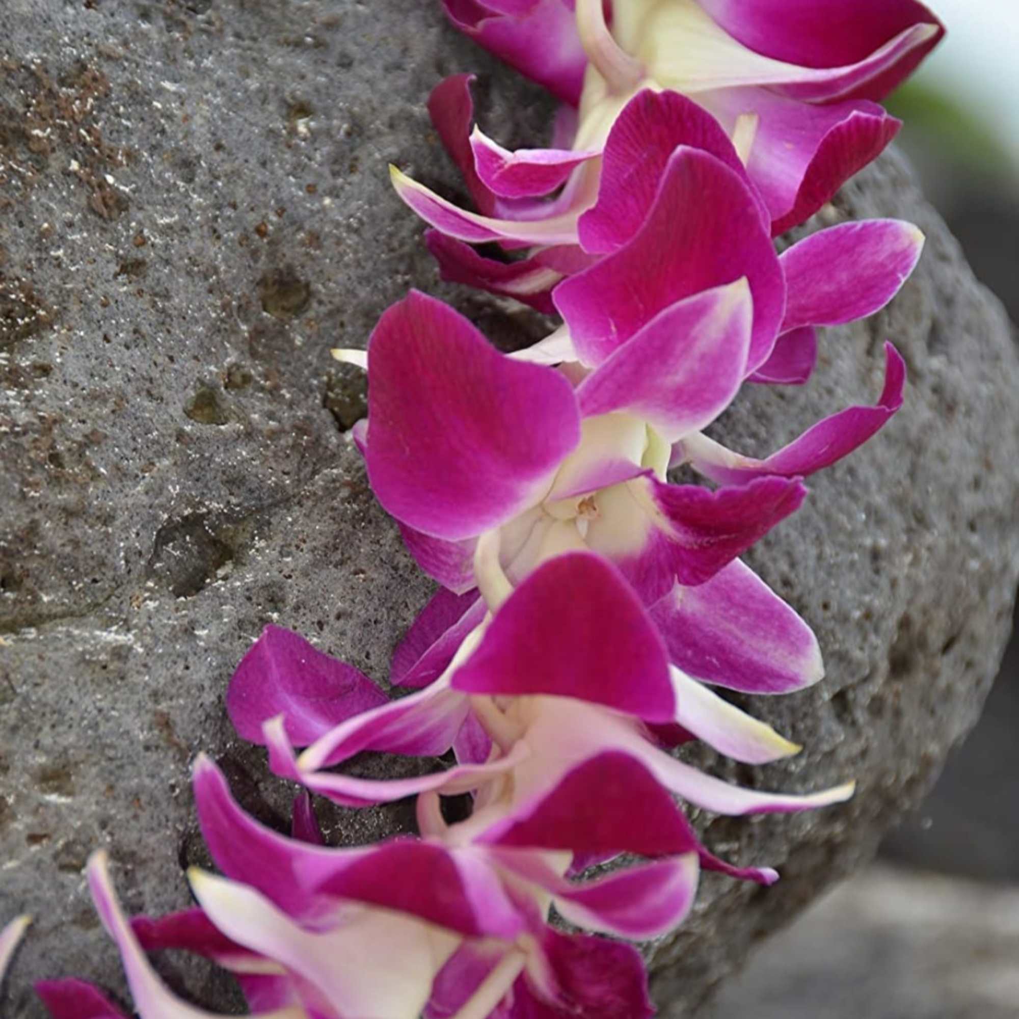 Purple and white orchid lei draped over textured gray stone