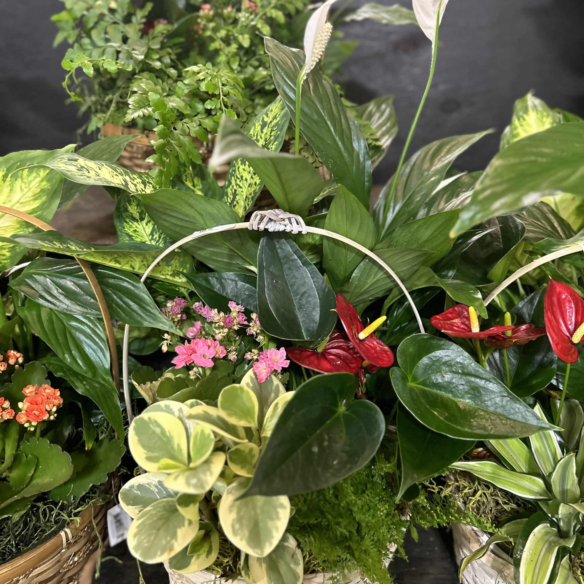 Basket arrangement of tropical plants with red anthuriums and white peace lilies