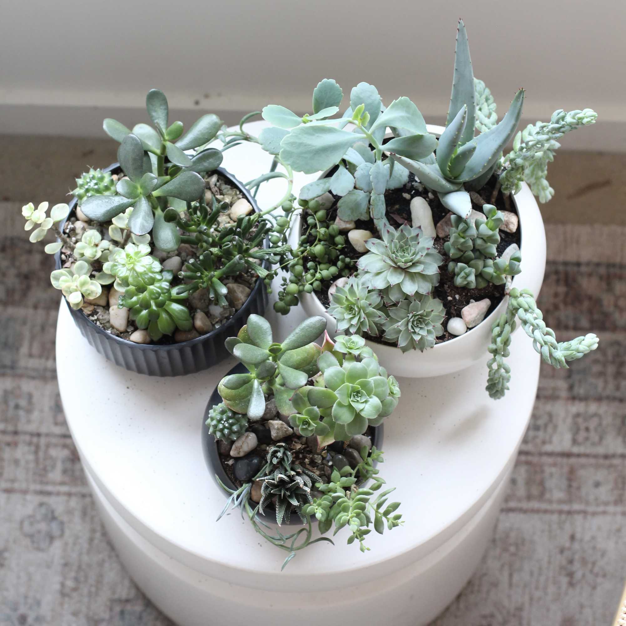 Transform your space with our beautifully curated succulent gardens. 
Our standard succulent