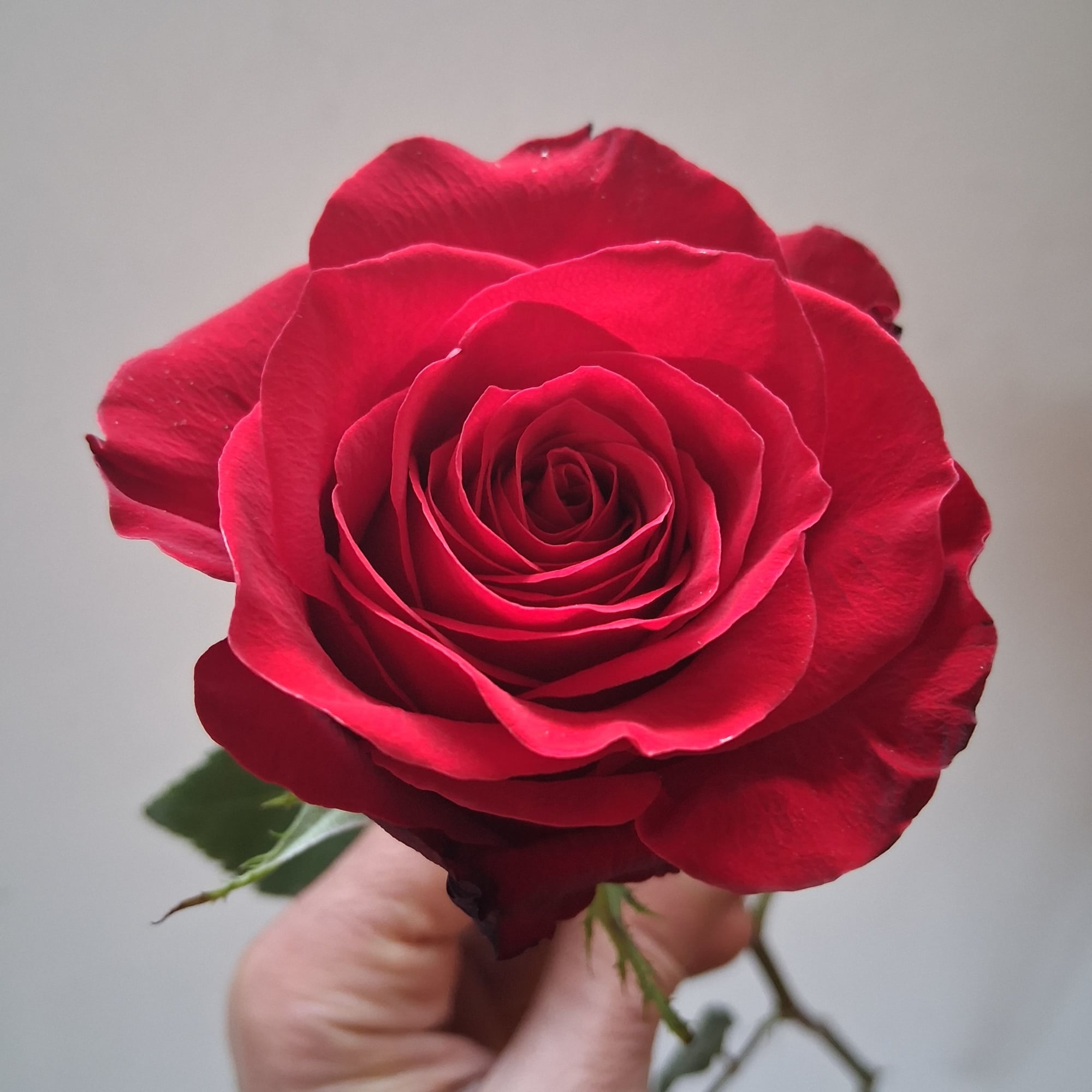 Single red rose held in a hand, photo 2 of 3