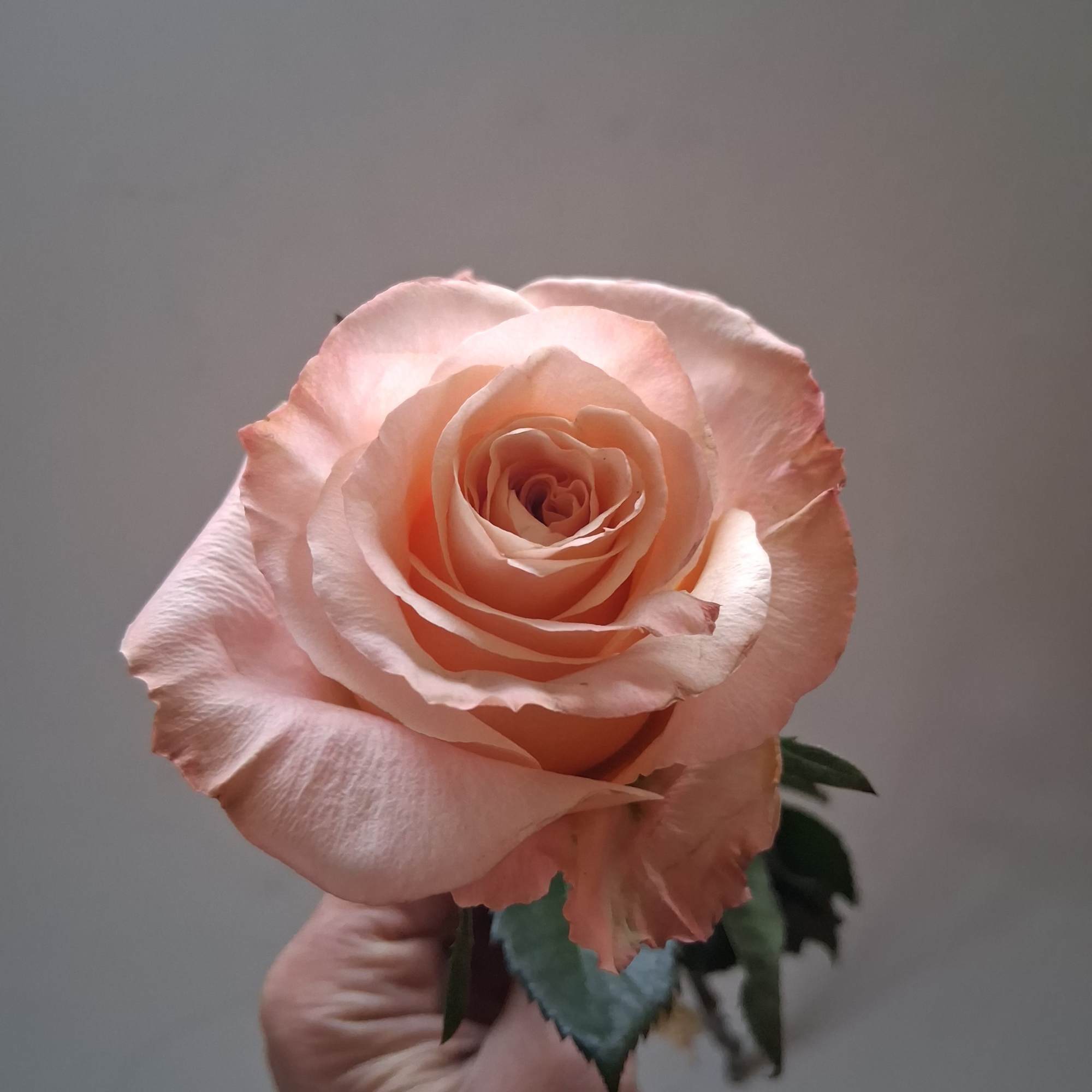 Single pale pink rose held in a hand