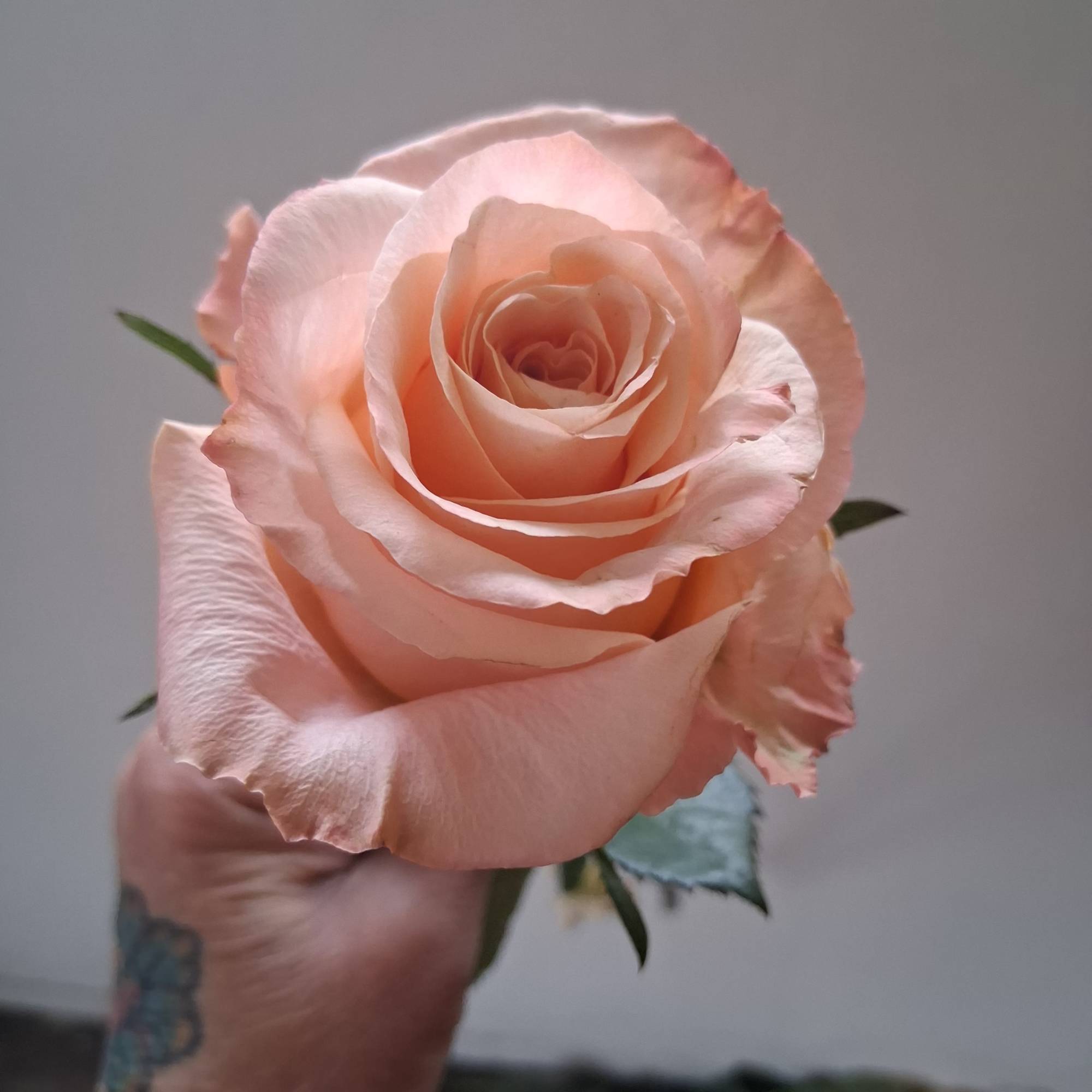 Single peach rose held in a hand against a plain background