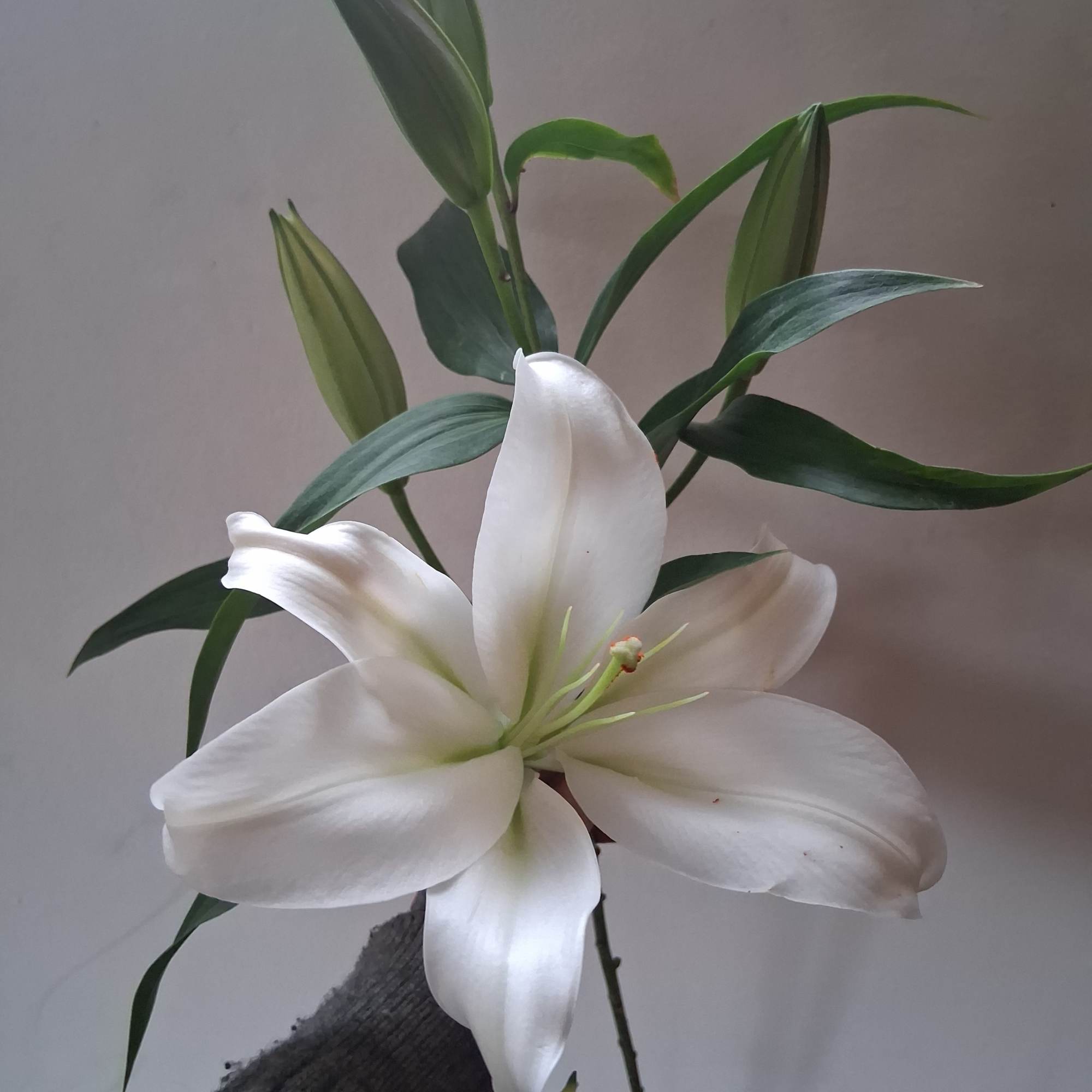 White lily bloom with unopened buds and long green leaves