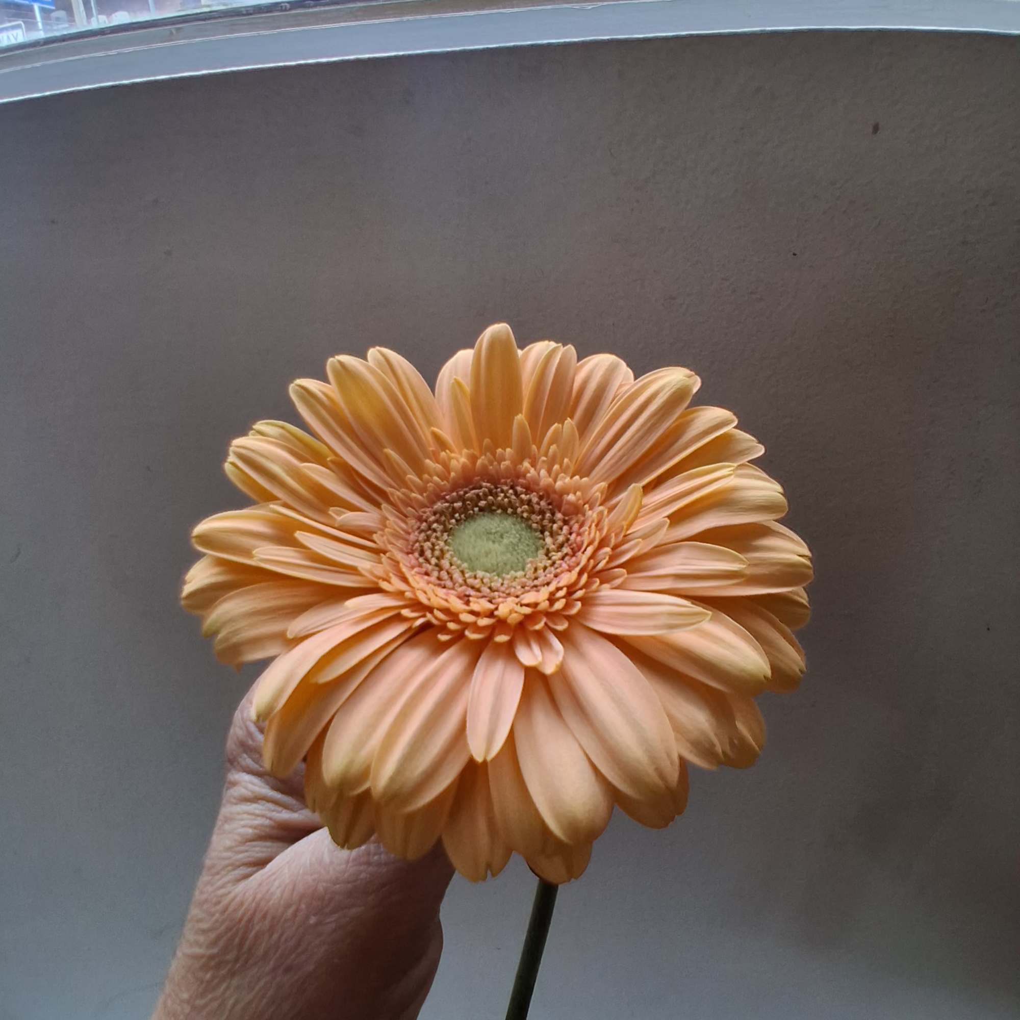 Single peach gerbera daisy held by hand
