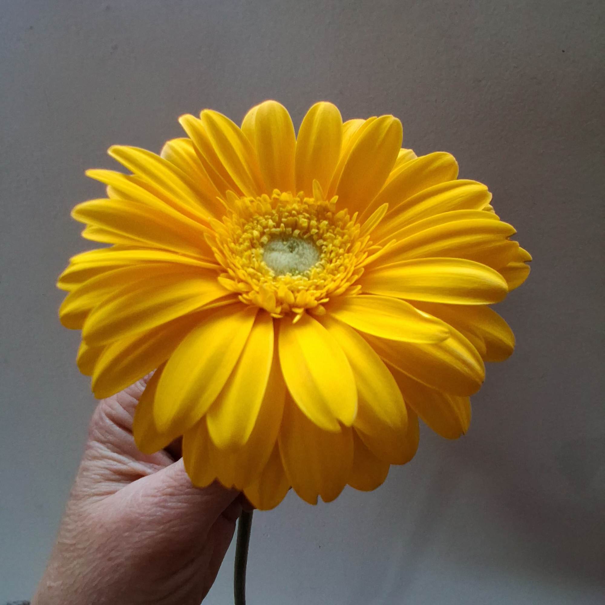 Single yellow gerbera daisy held by hand