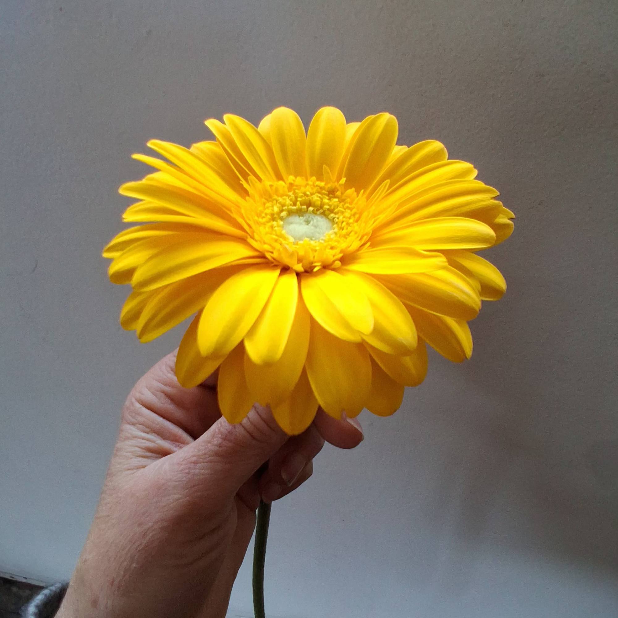 Single yellow gerbera daisy held in a hand, photo 3 of 3