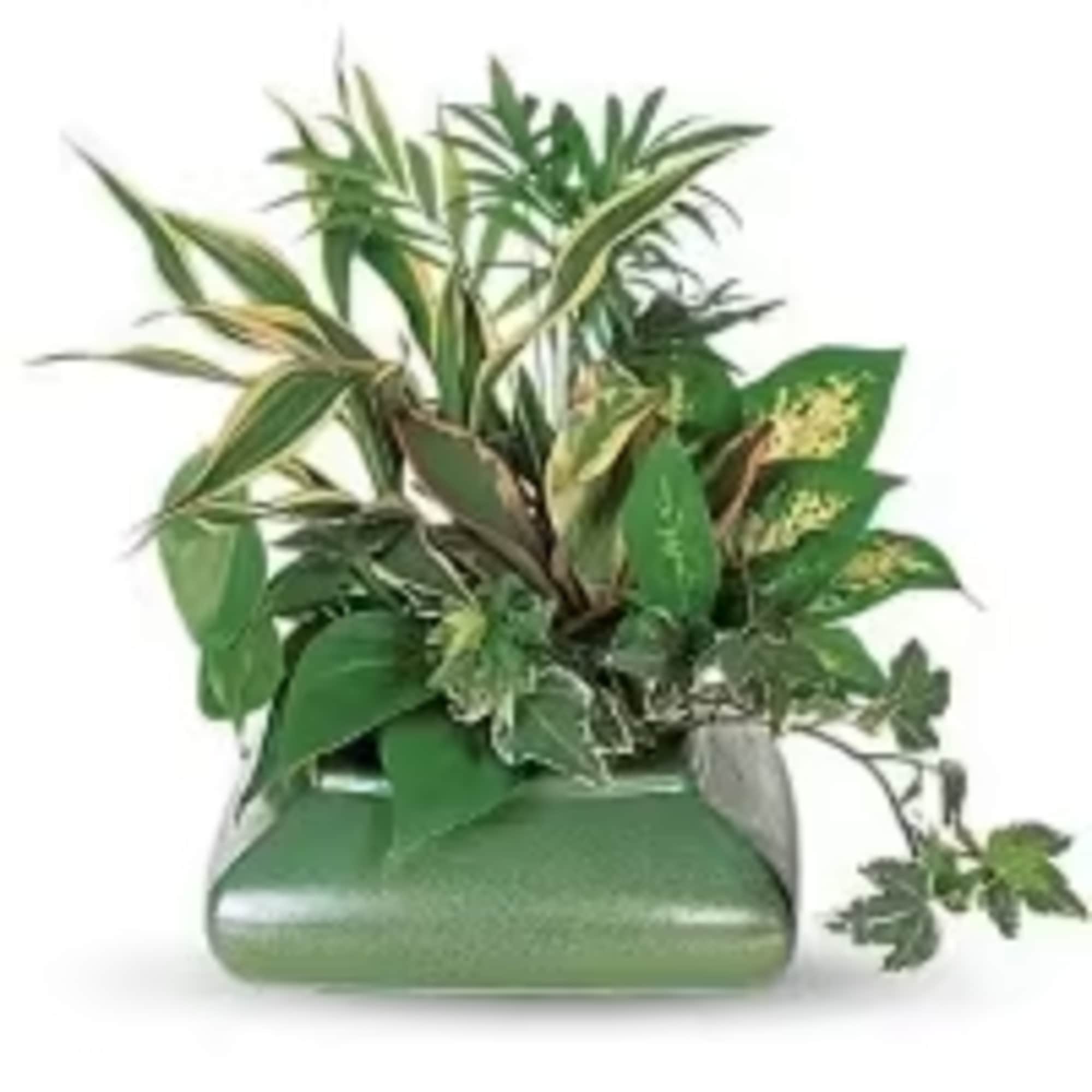 Green potted plant arrangement in a rectangular container