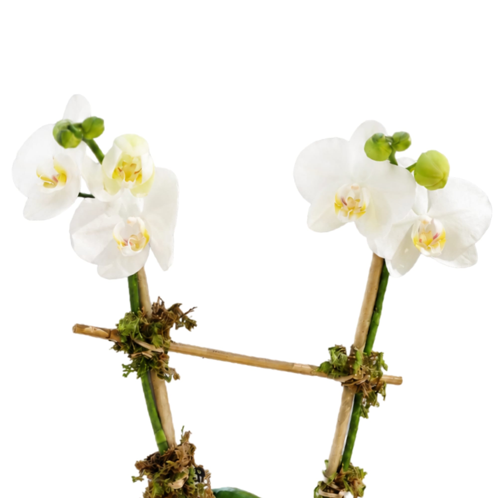 Two white orchid stems tied to bamboo stakes on a white background.