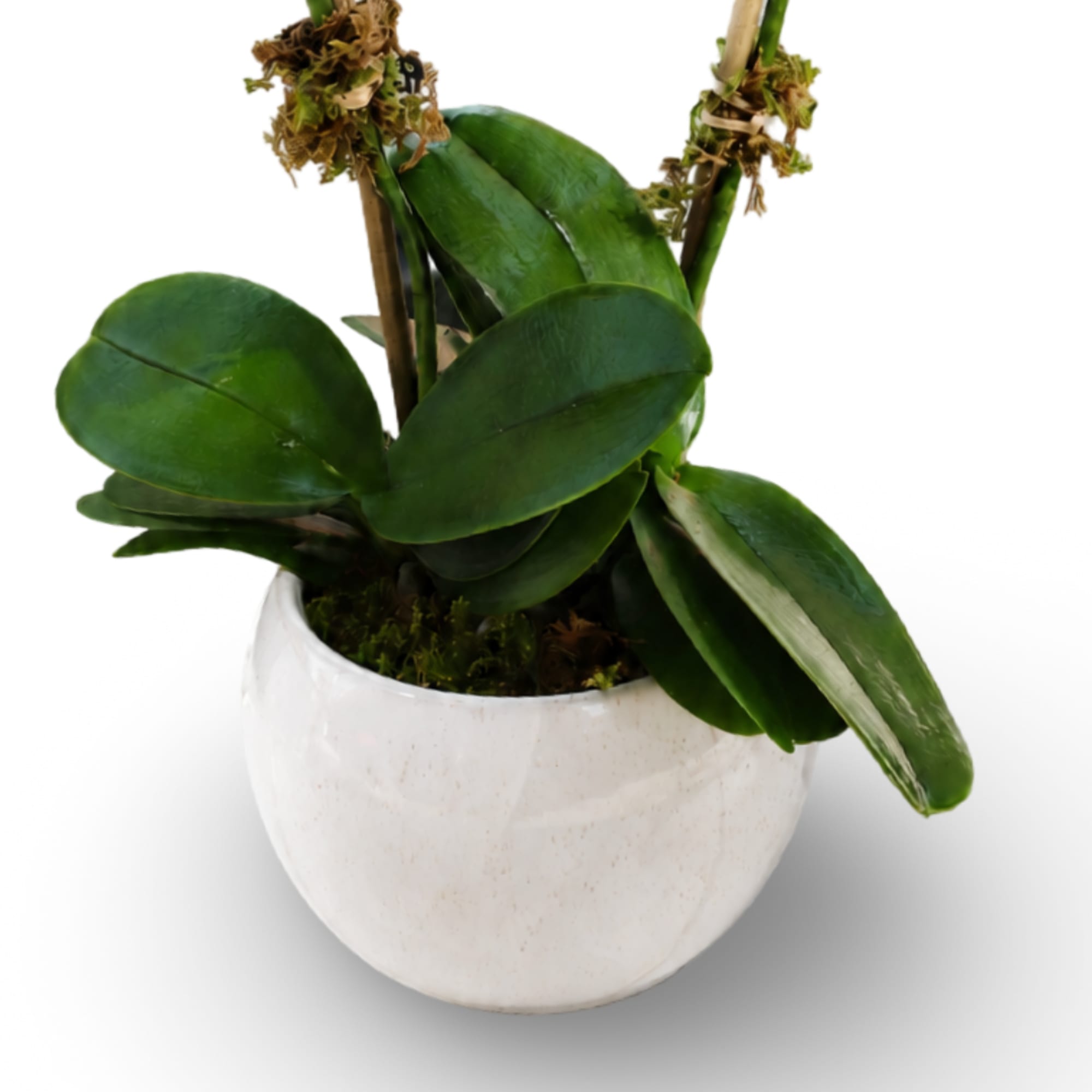 Potted orchid plant with broad green leaves in a white ceramic pot