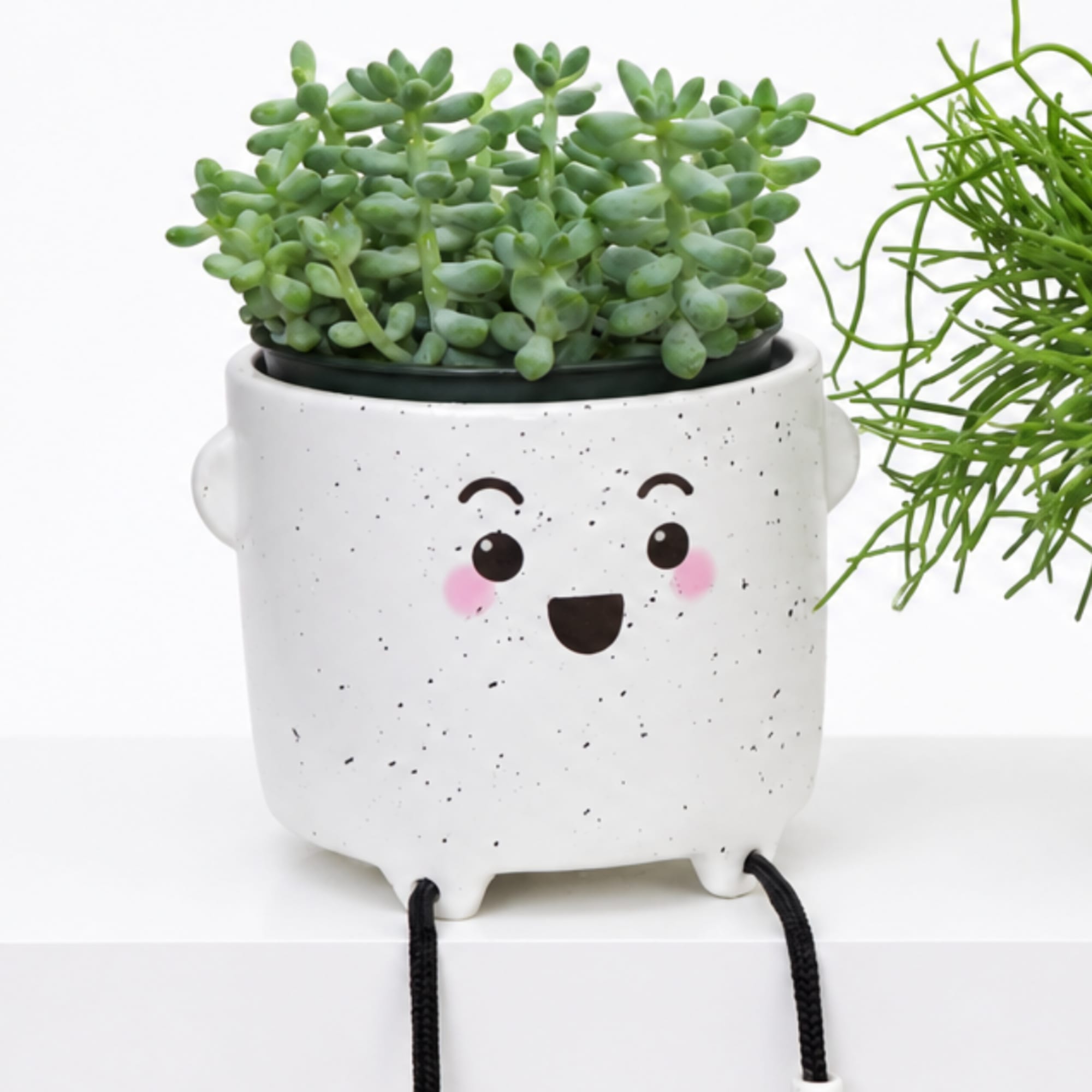 Succulent plant in a smiling white ceramic pot