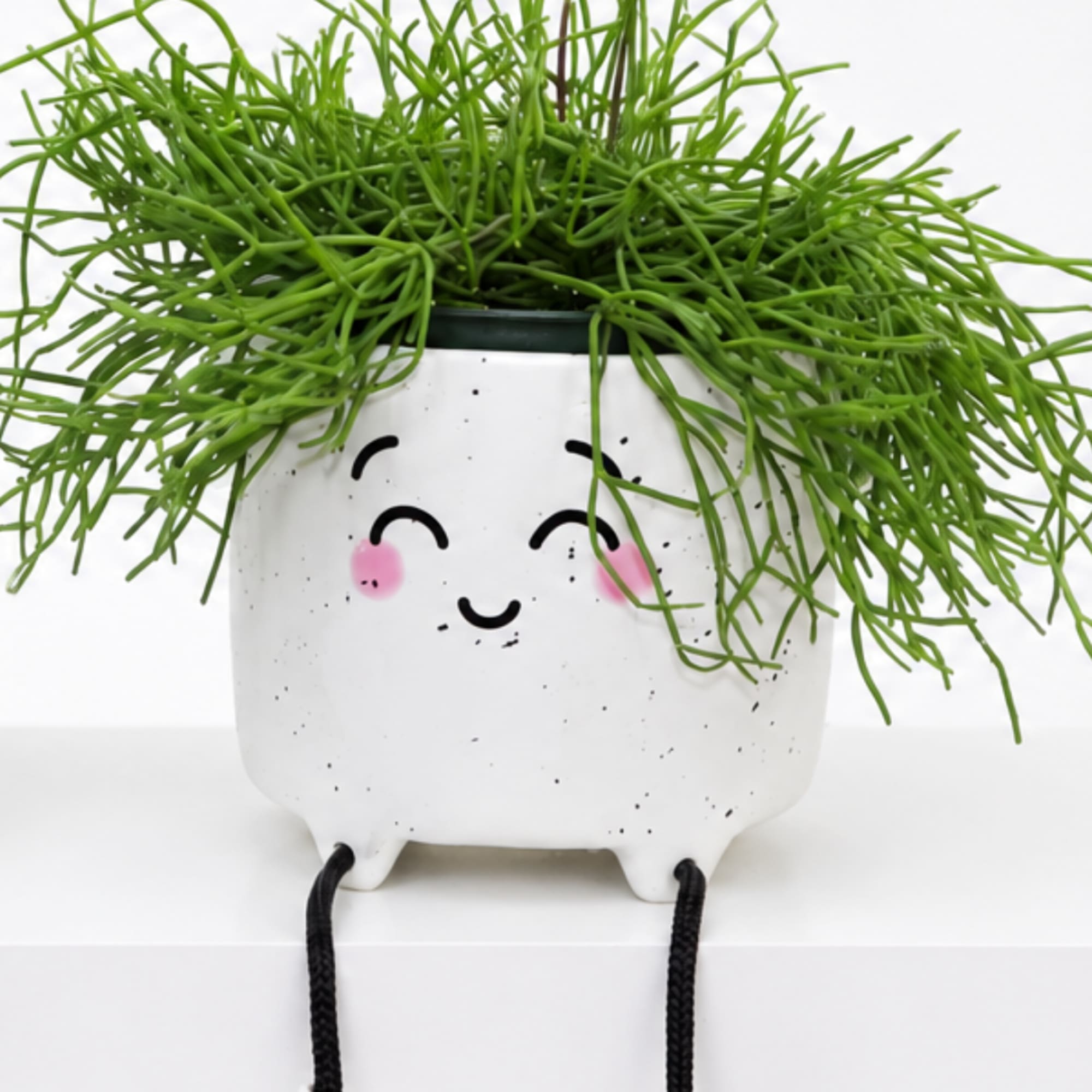 Potted green succulent in a white smiling planter