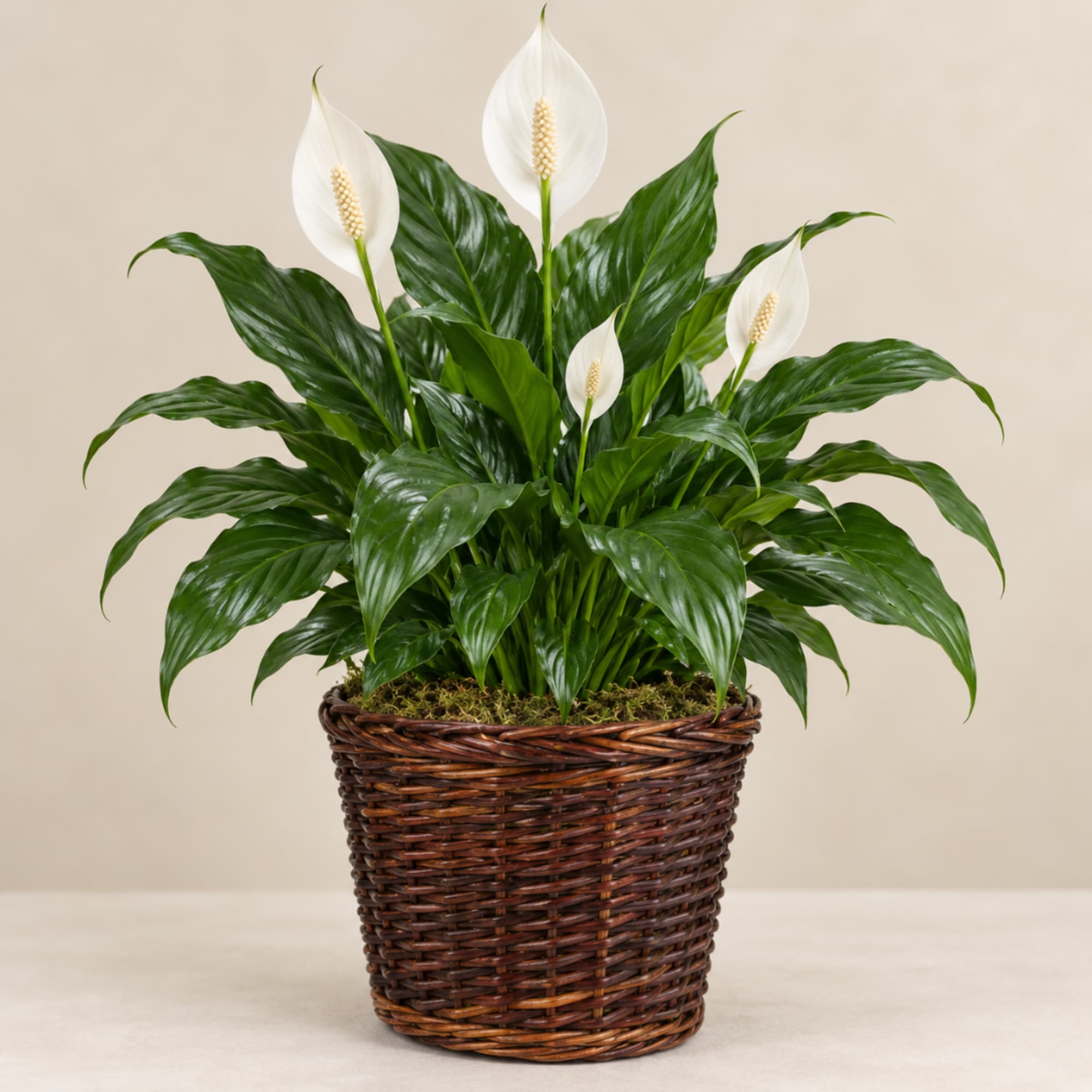 White peace lilies in a woven basket planter