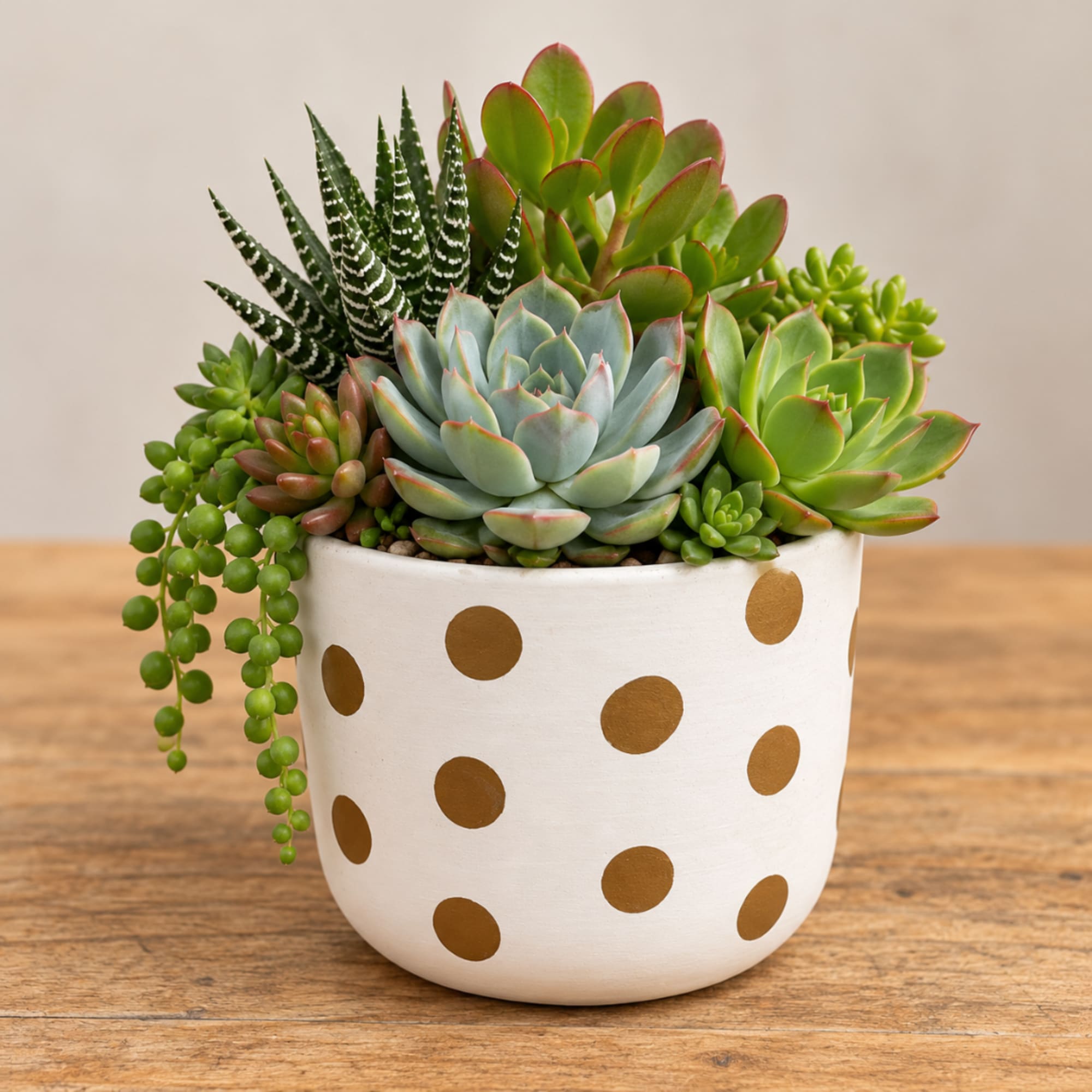 Succulent arrangement in a white polka-dot pot