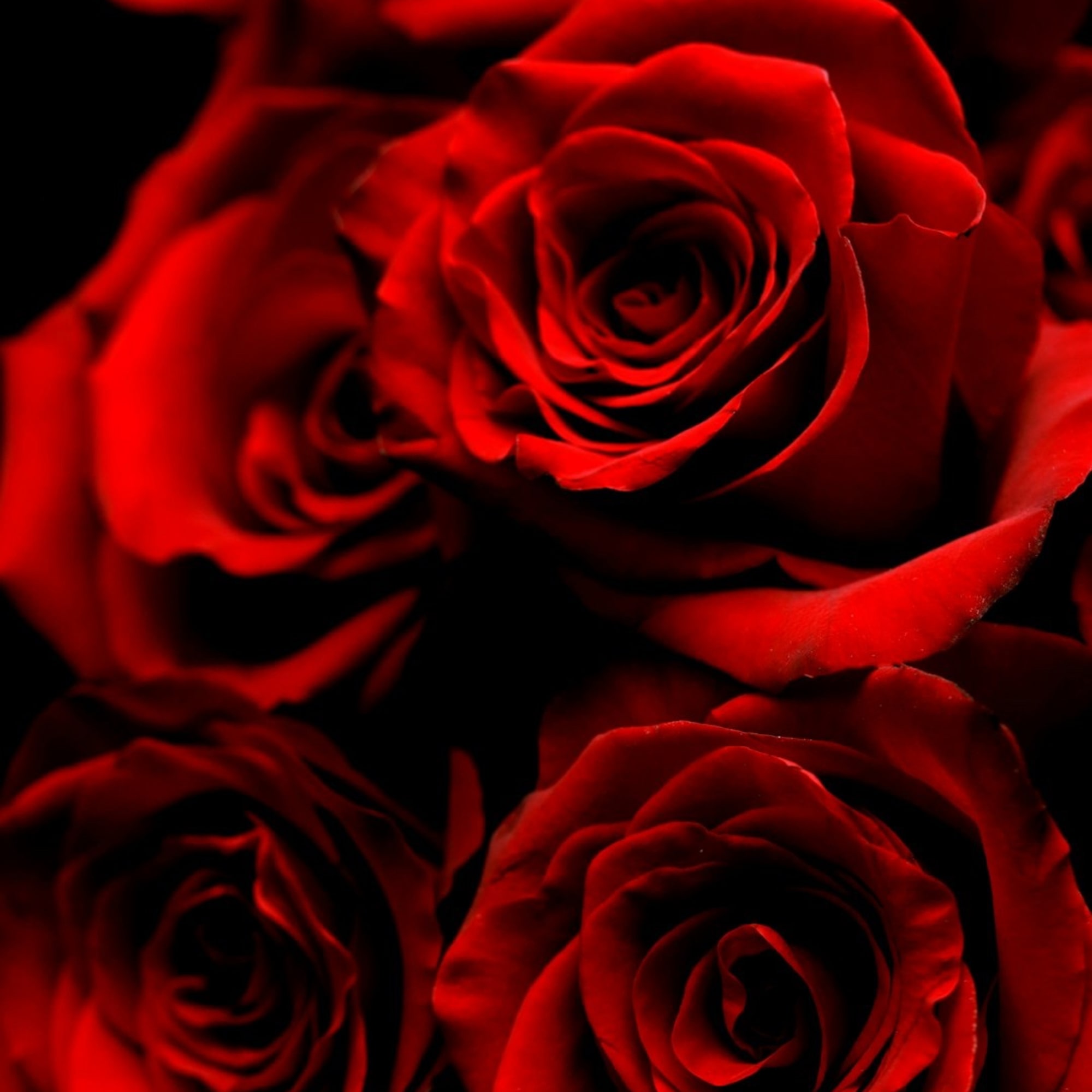 Close-up of red roses against a dark background