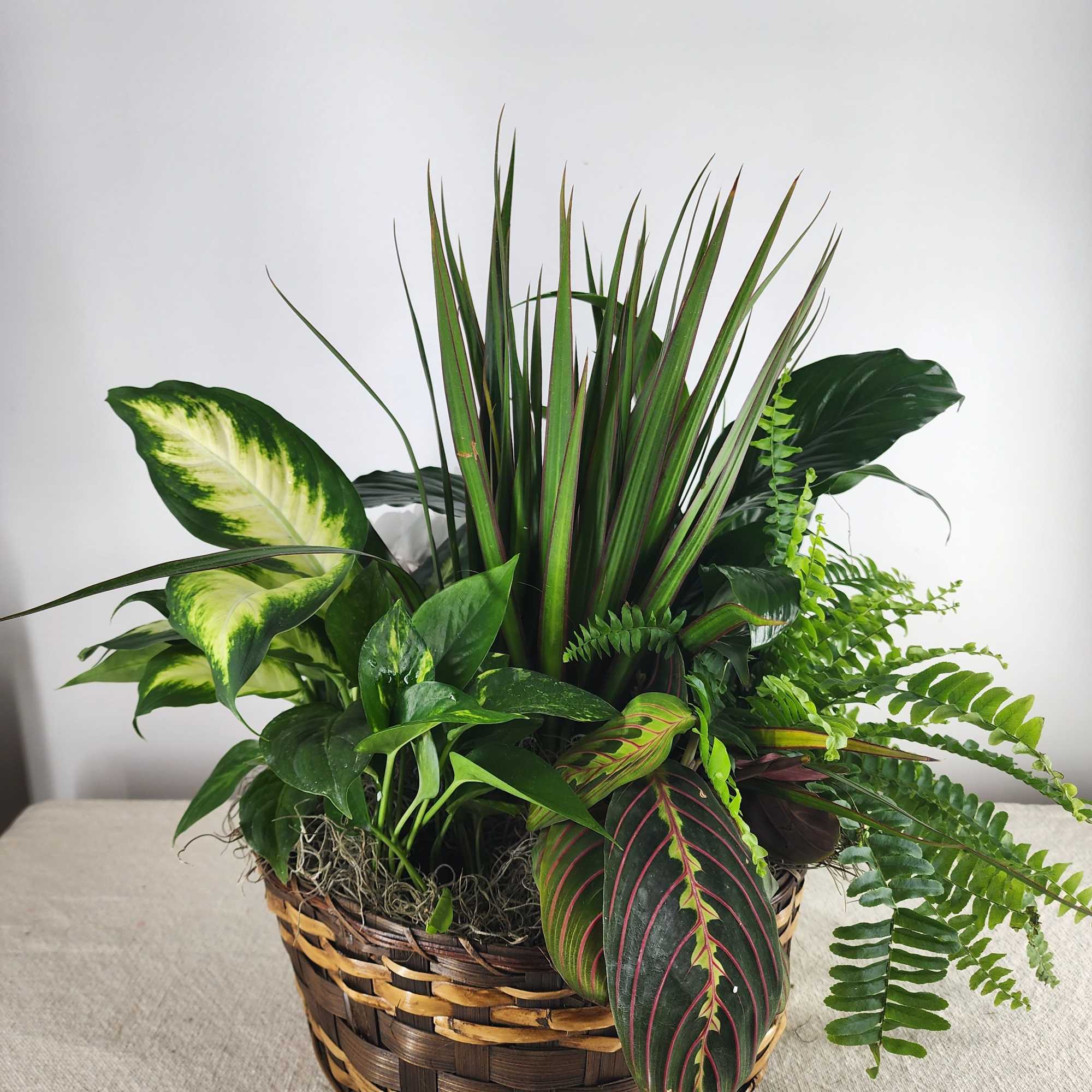 Mixed green houseplants arranged in a woven basket