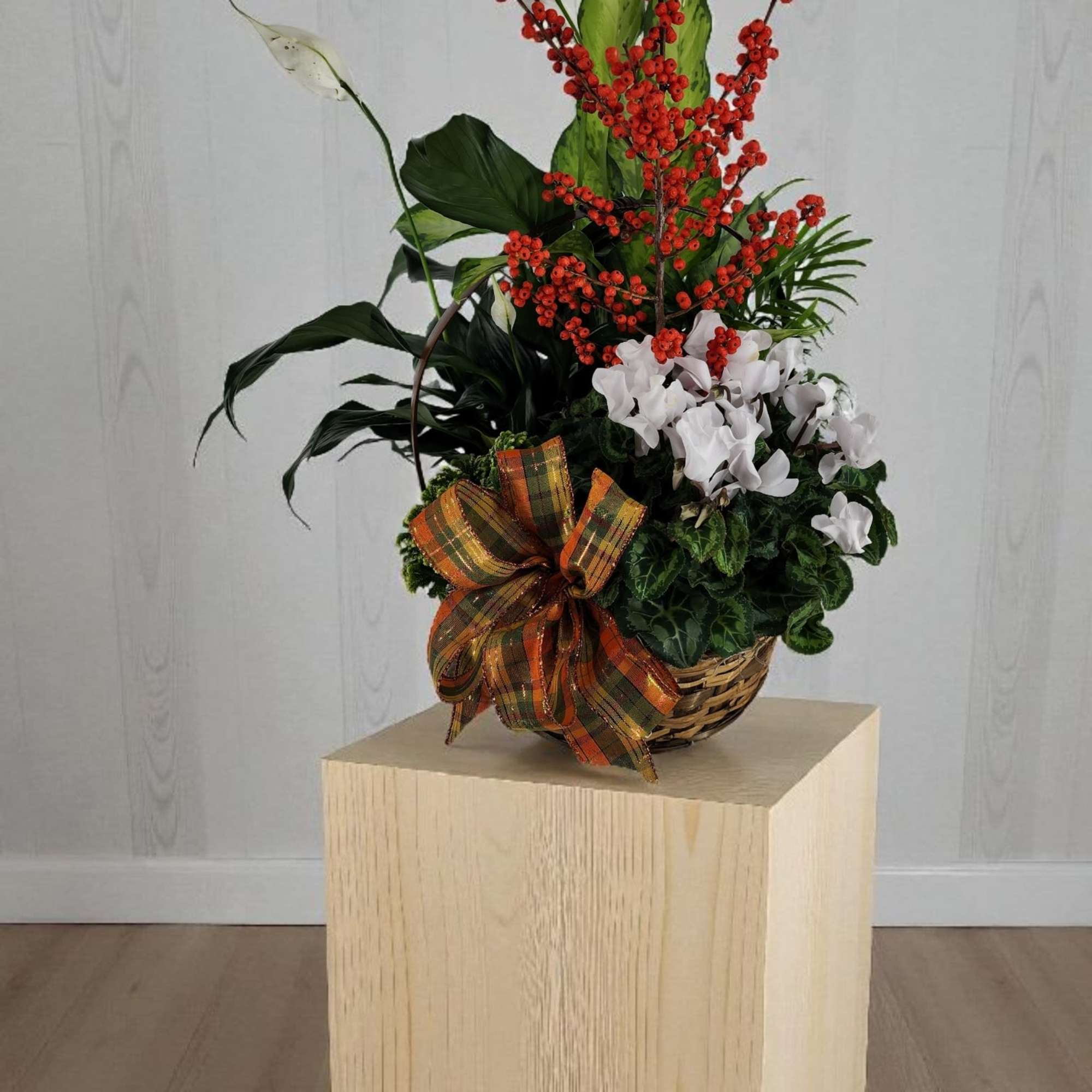 Basket arrangement with white cyclamen, red berries, and a plaid ribbon