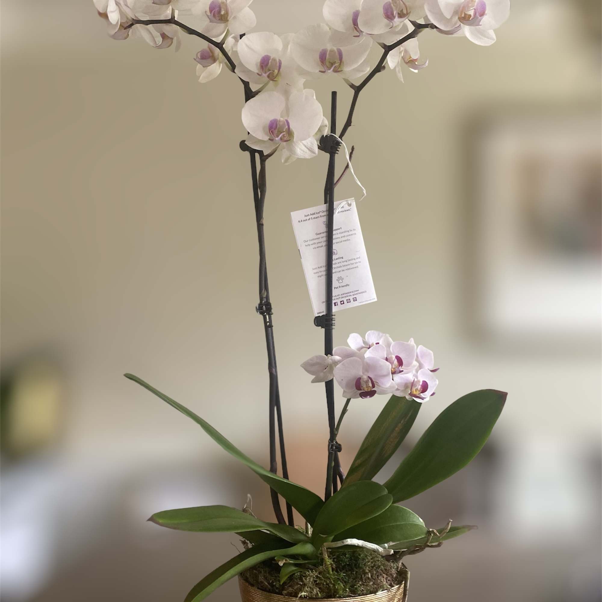 Two stems of phalaenopsis orchids in a silver or gold pot. A, photo 2 of 3