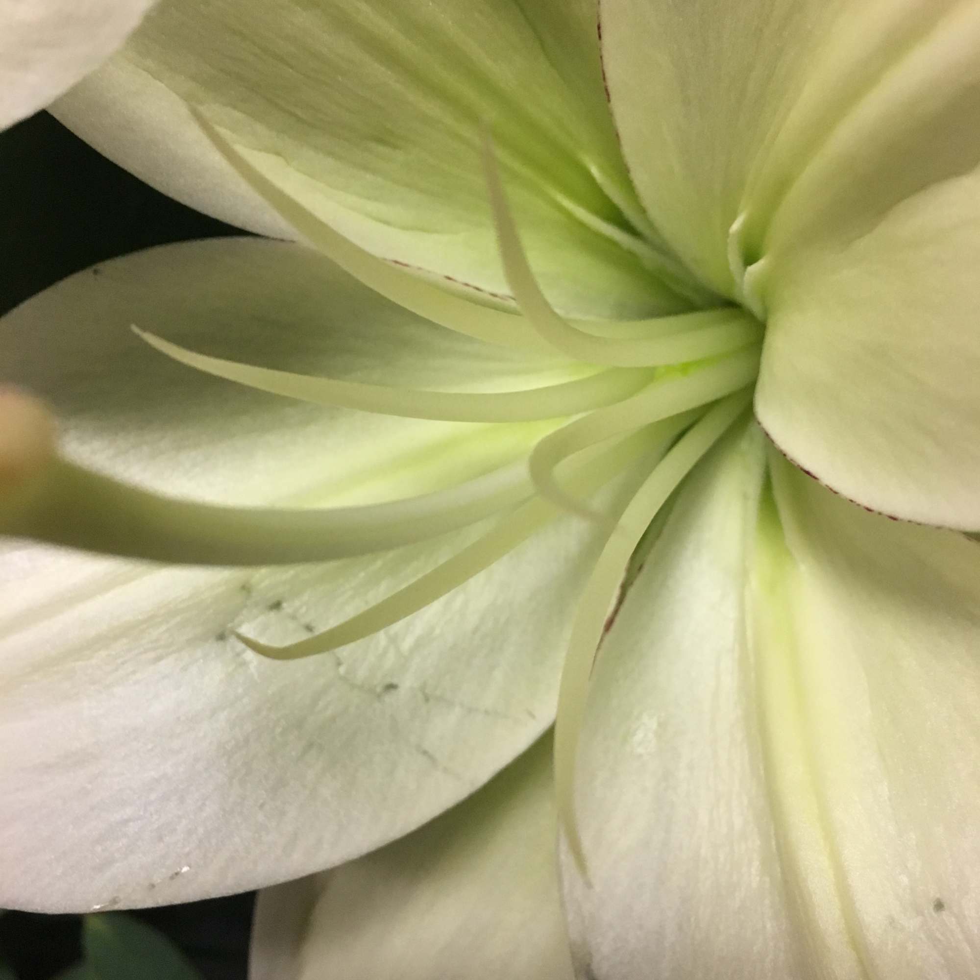 Close-up of a white lily bloom with pale green center