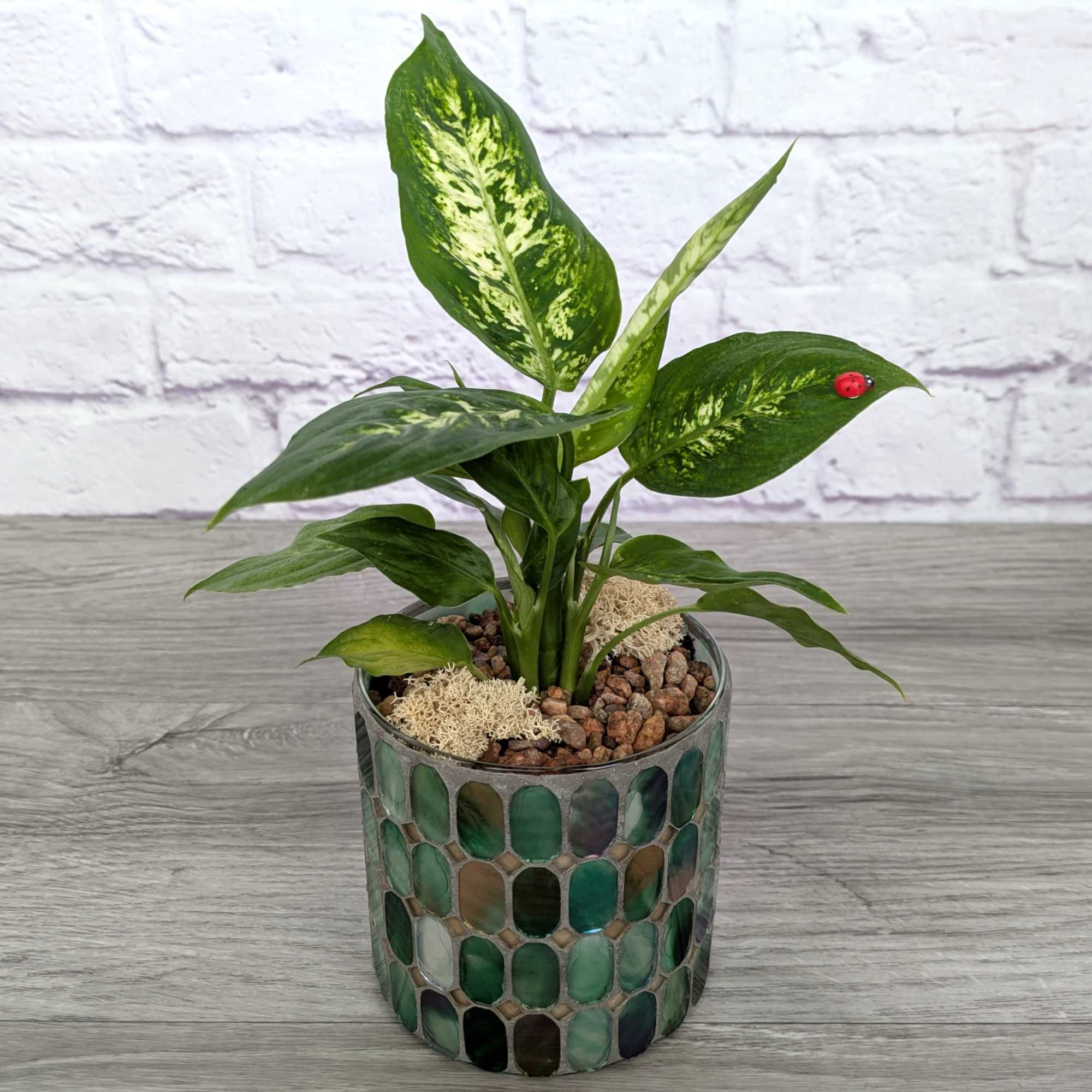 Potted green houseplant in a mosaic glass container