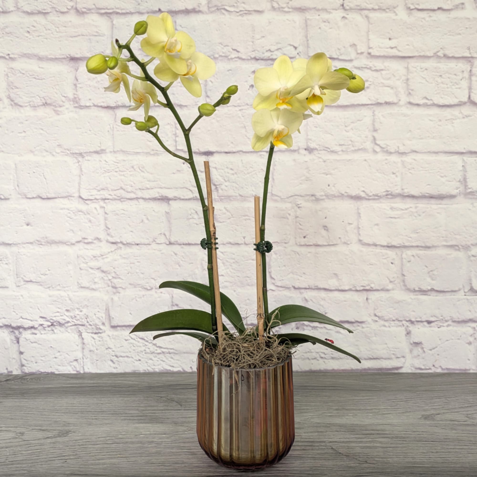 Two pale yellow orchids in a ribbed glass vase