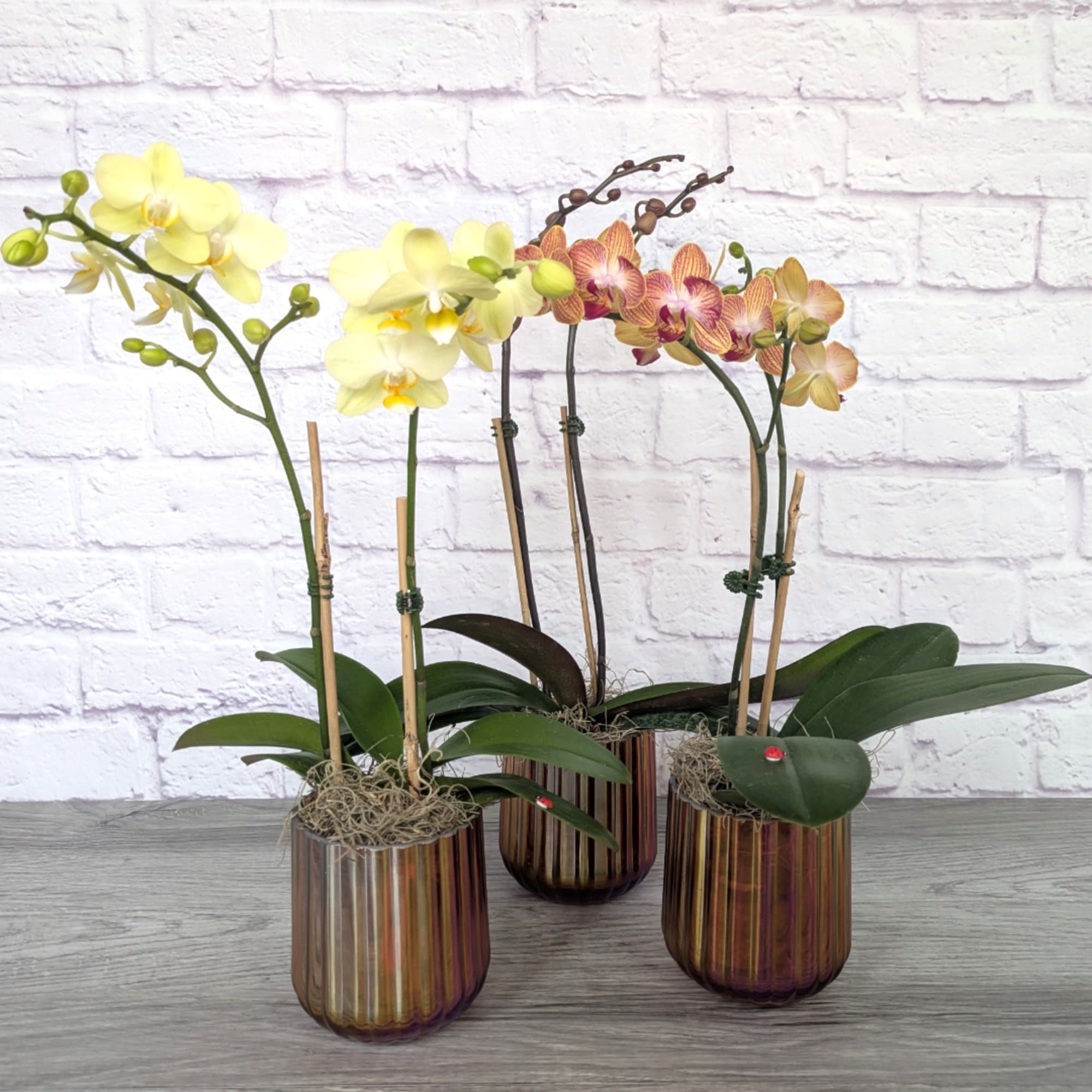 Three potted orchids in striped glass containers on a tabletop