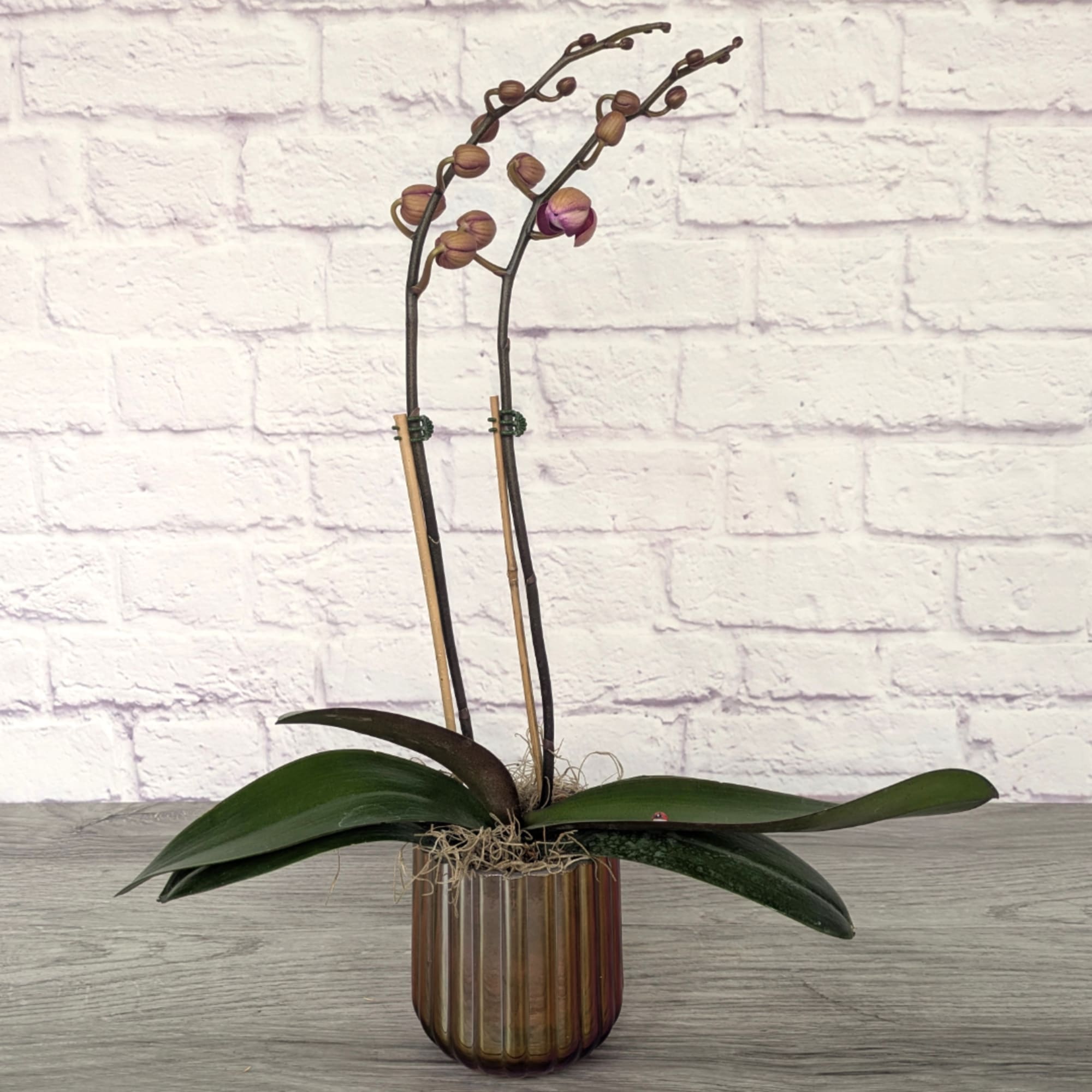 Potted orchid with two tall stems in a ribbed glass vase